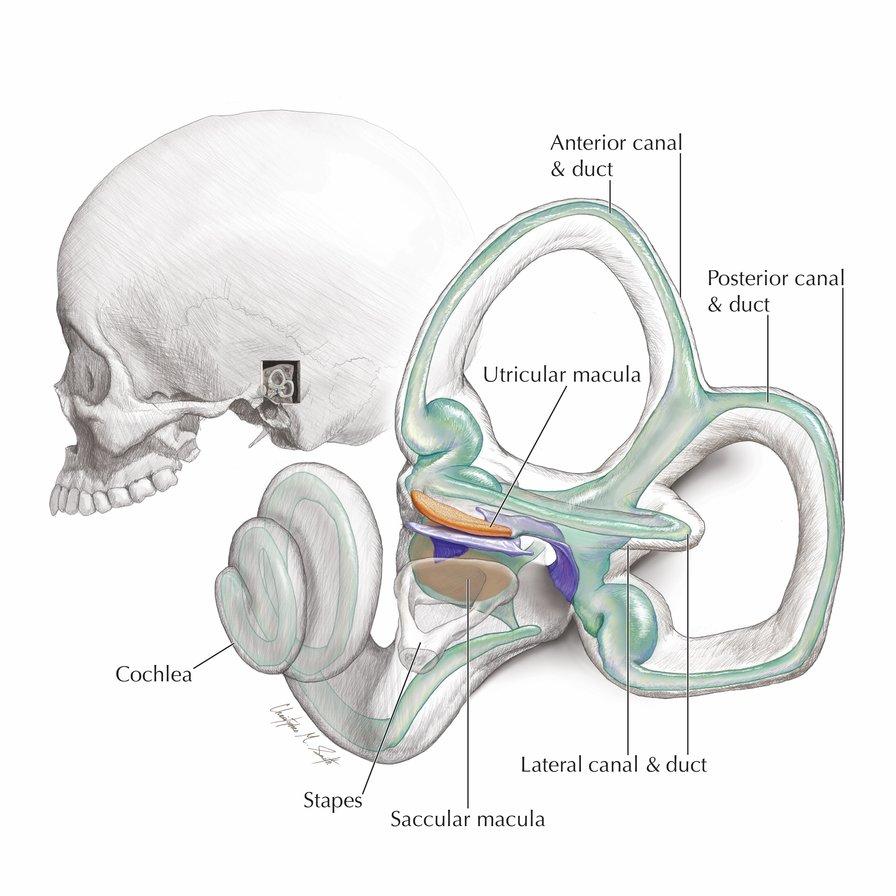 Anatomy of the inner ear labyrinth
