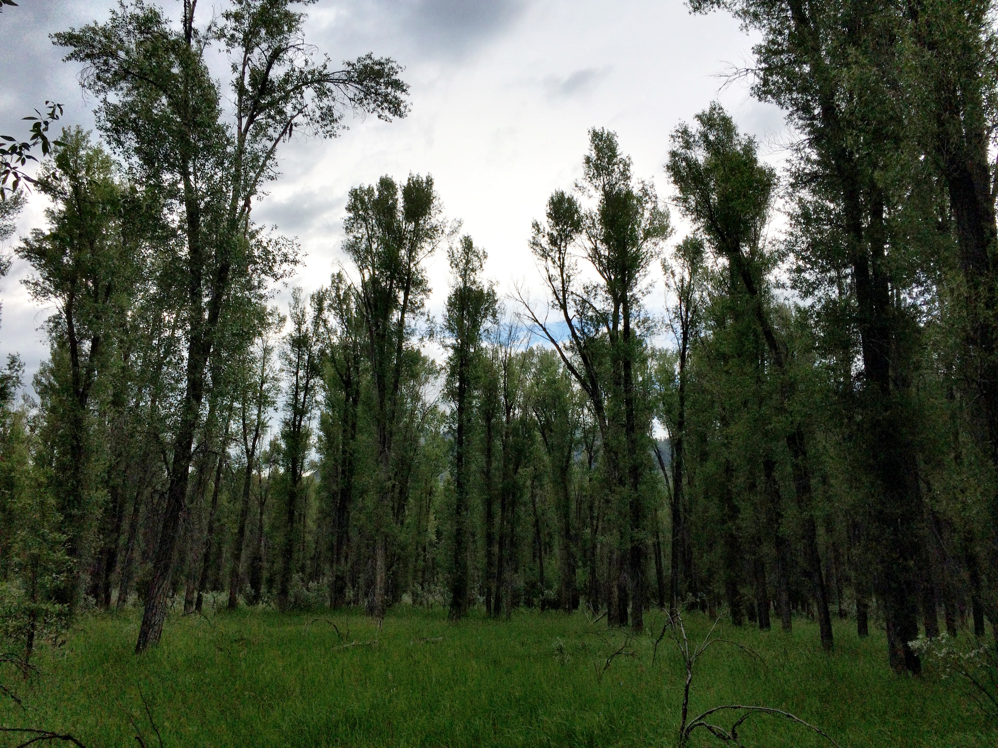Gallery forest in southern Colorado. 