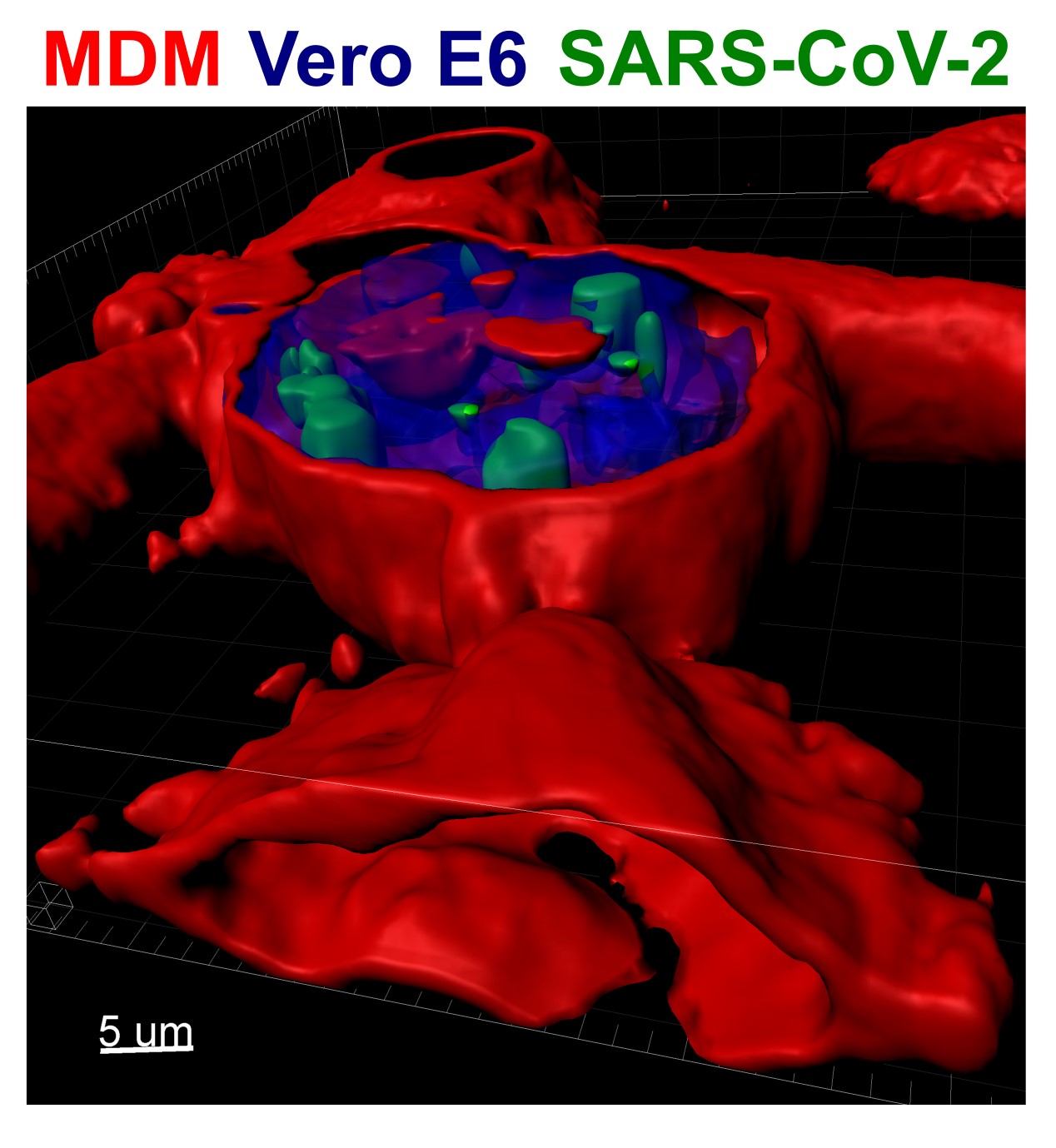 Figure 1. Confocal microscopy image of a macrophage (red) that has phagocytosed and SARS-CoV-2-infected Vero E6 cell (blue). Viral nucleocapsid is depicted in green.
