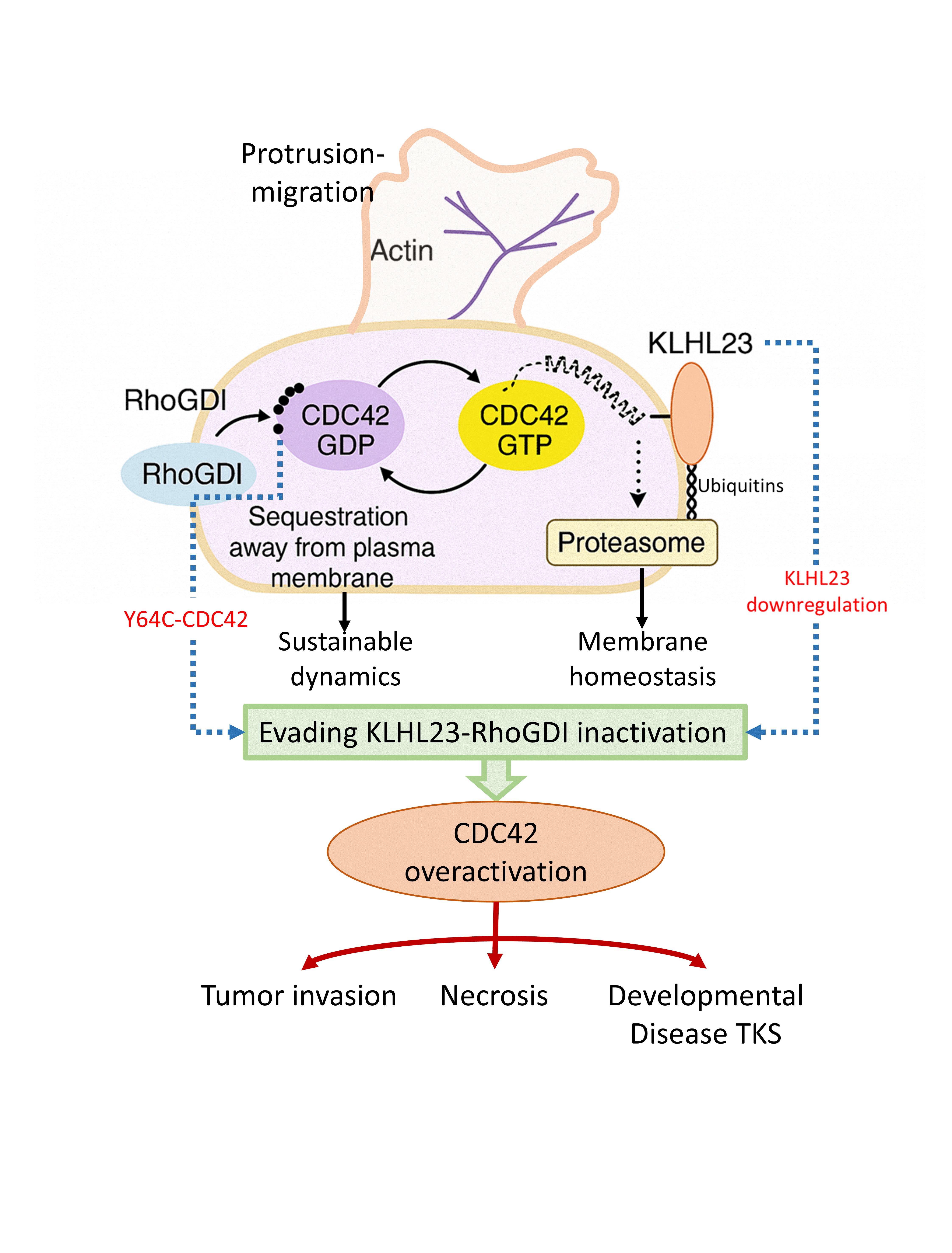 Dizgin veya harabe: Cdc42'nin ubikitasyonu, membran homeostazını sağlar ve beyin gelişimini düzenler
