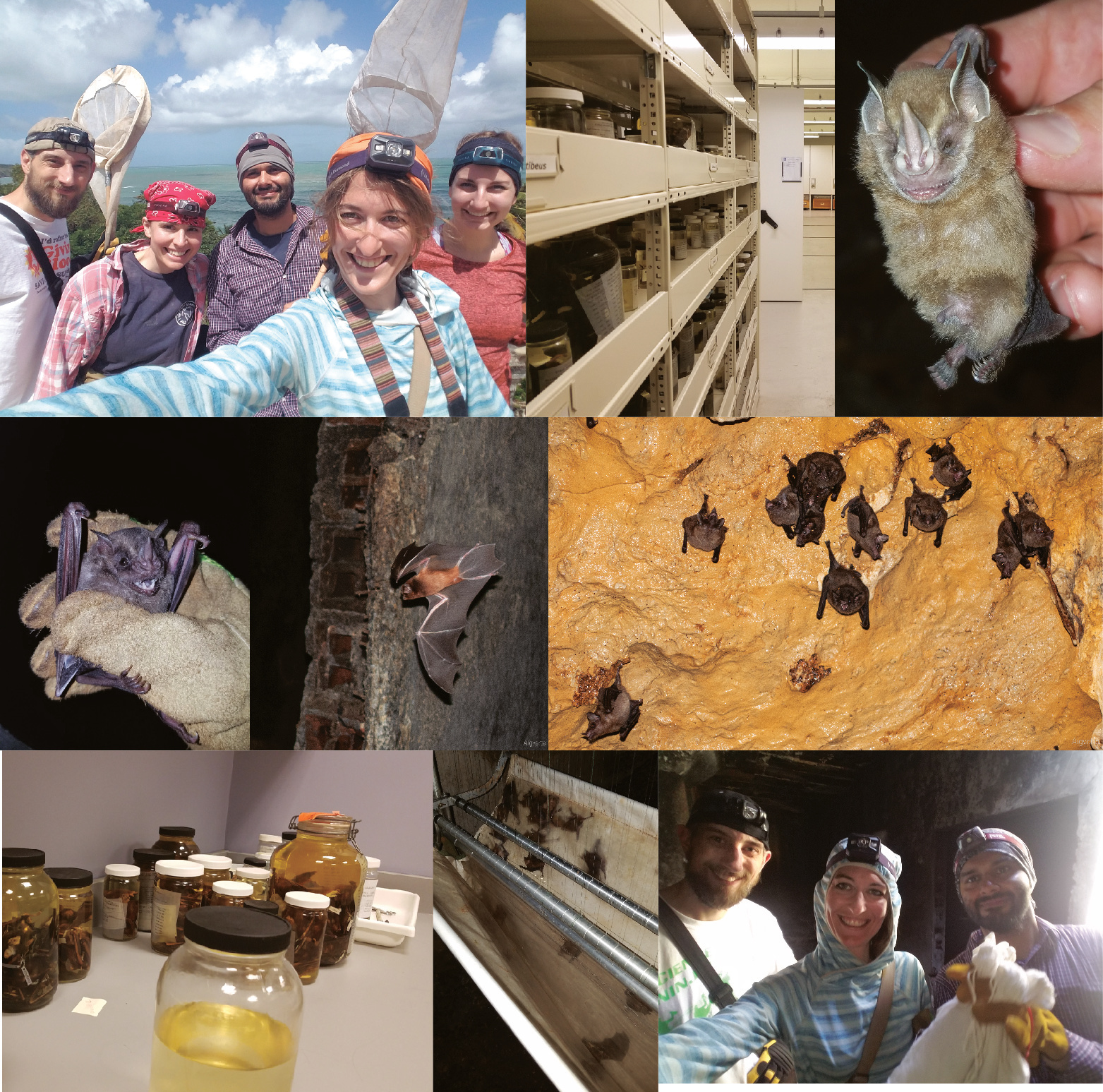 Field and museum species