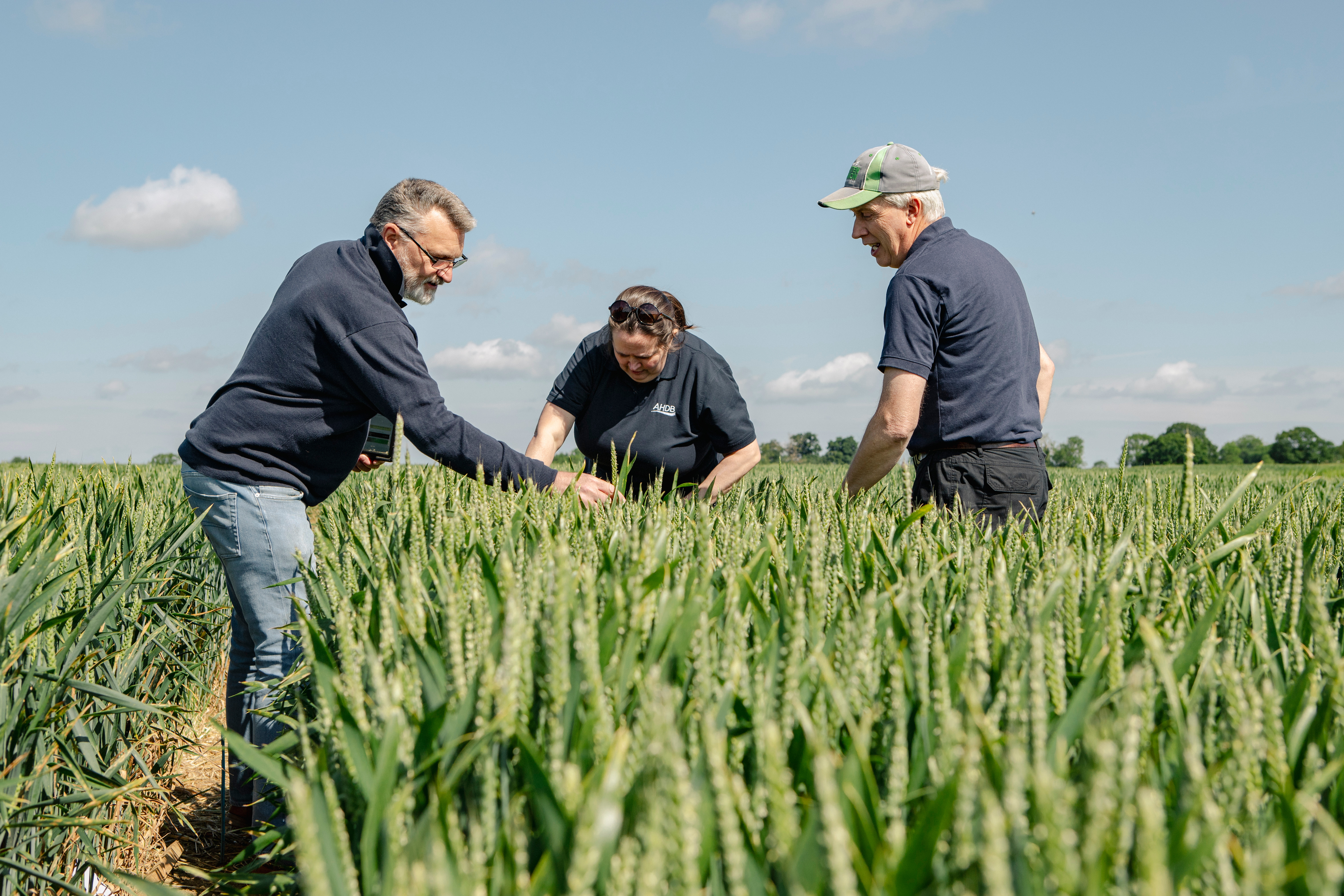 AHDB trials officers in RL wheat trial AHDB trials officers
