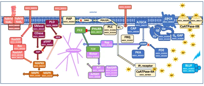 Acrasis signal pathways