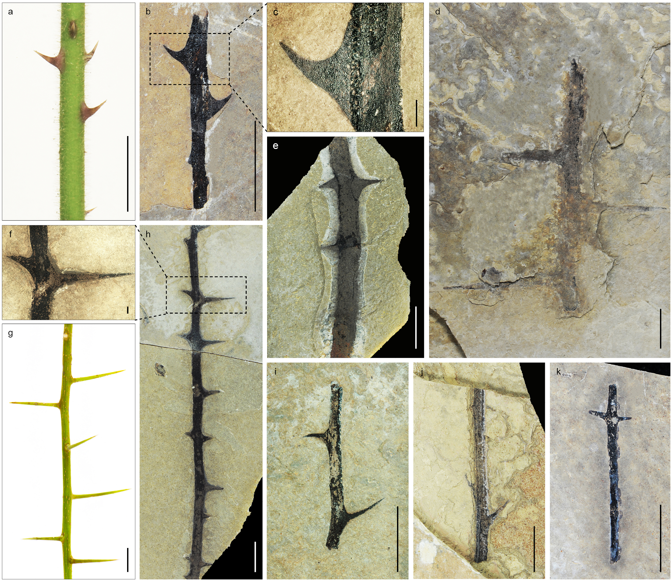 Morphotypes of spiny fossils from the Eocene sediments of central Tibetan Plateau.