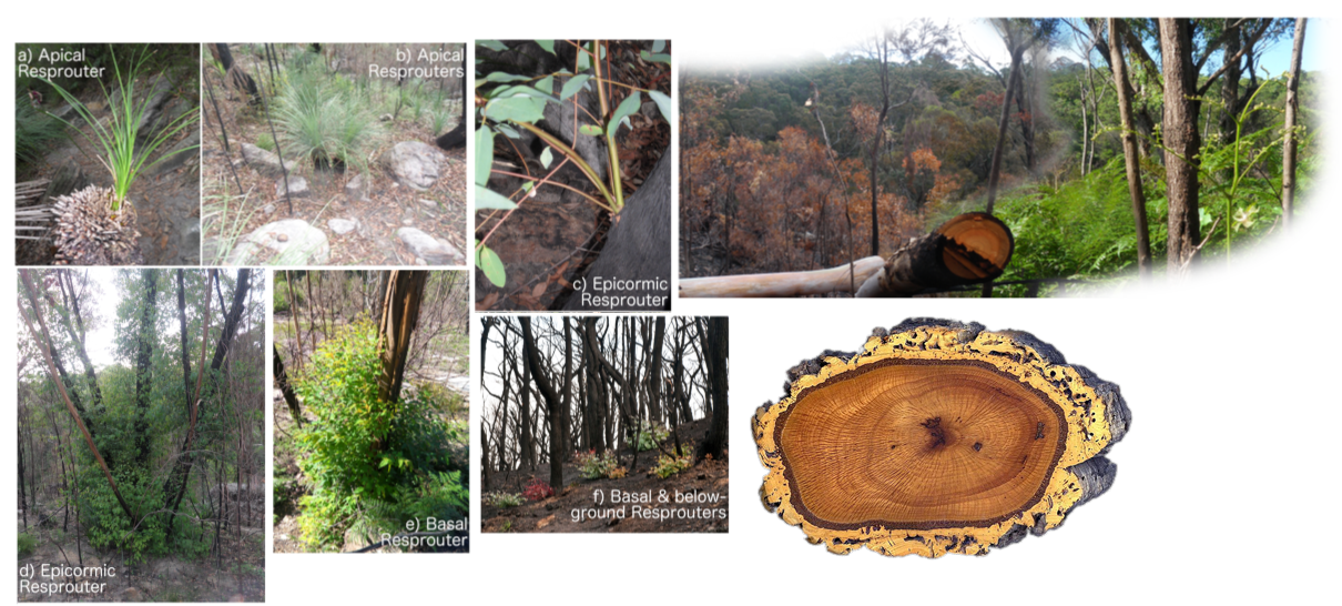 Fire resilience and recovery in action