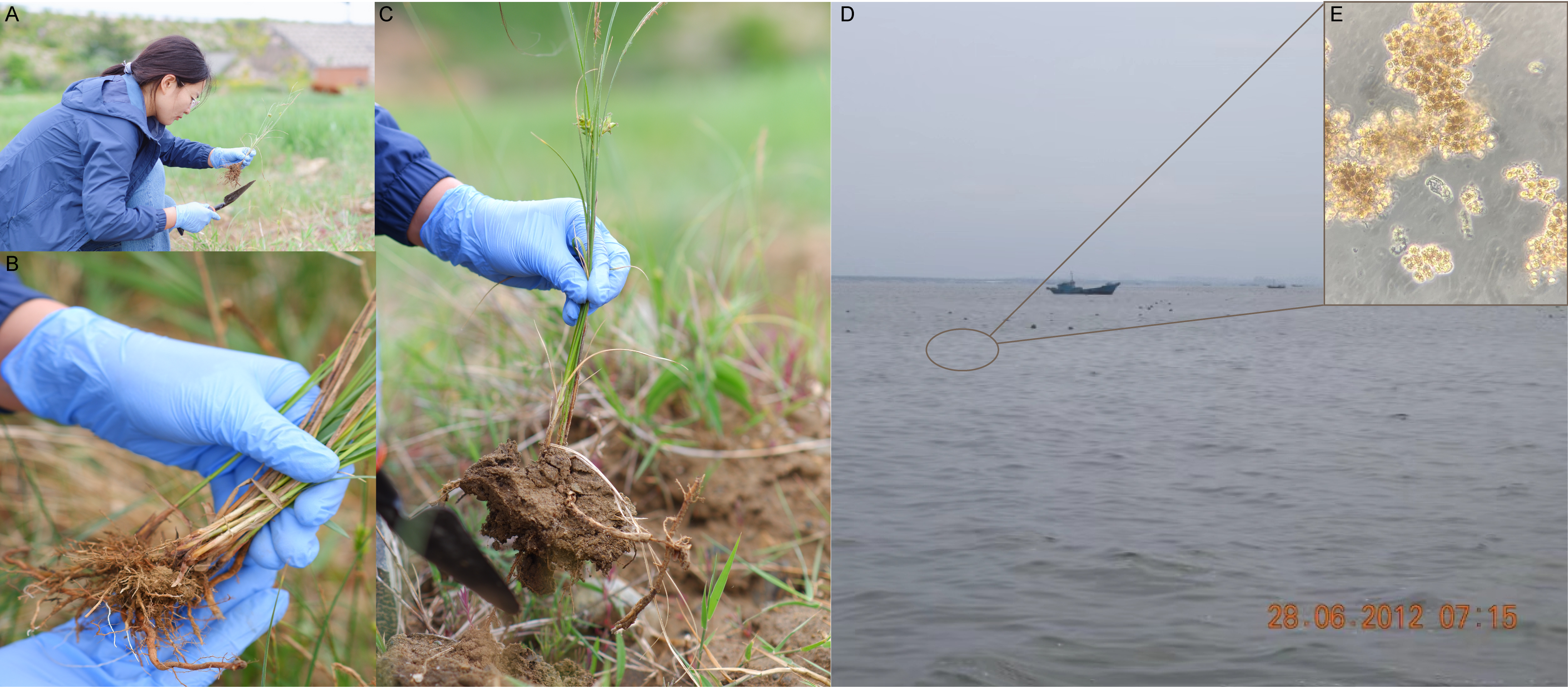 Figure 1 (A) Sampling process of Carex scabrifolia and the roots of C. scabrifolia (B, C). (D) brown tide bloom and bloom-forming algae of Aureococcus anophagefferens (E) in Qinhuagndao, China in 2012.
