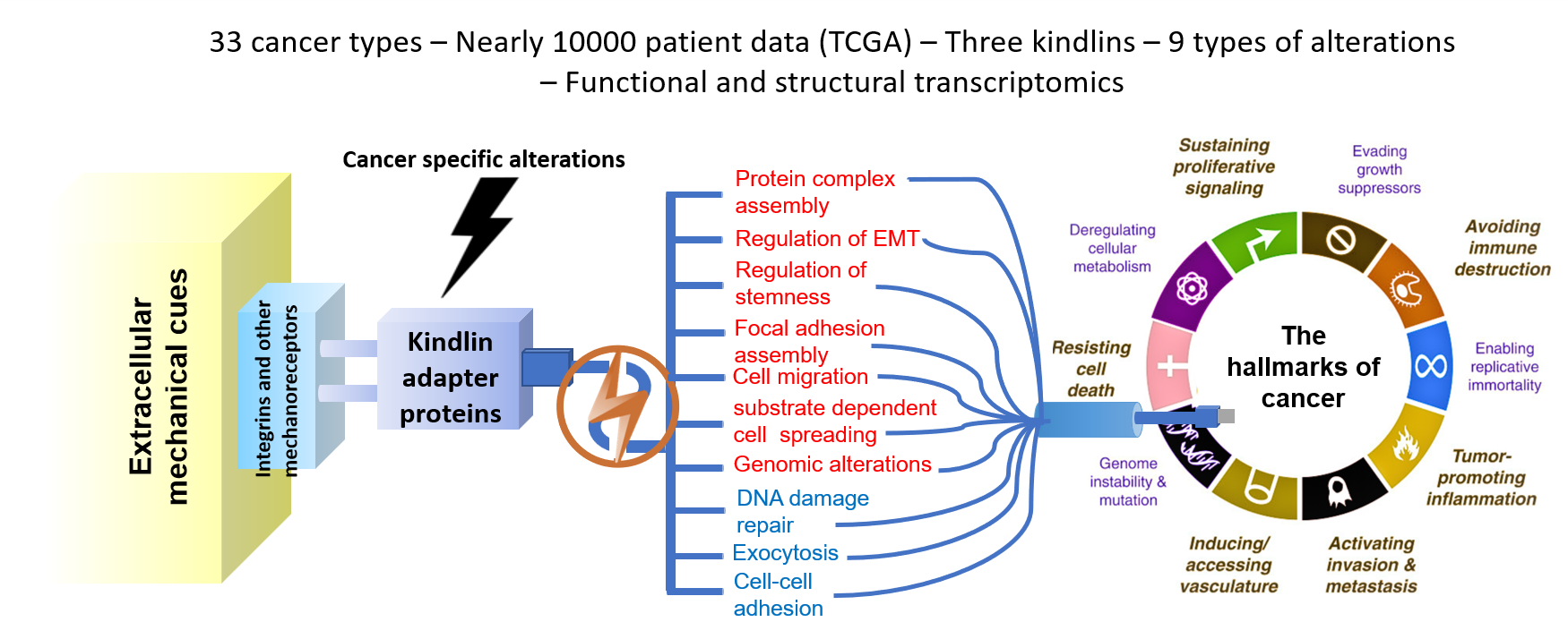 Kindlins as Mechanochemical super-adapters connecting extracellular mechanical cues with intracellular chemical/physical events to regulate cancer-promoting pathways.