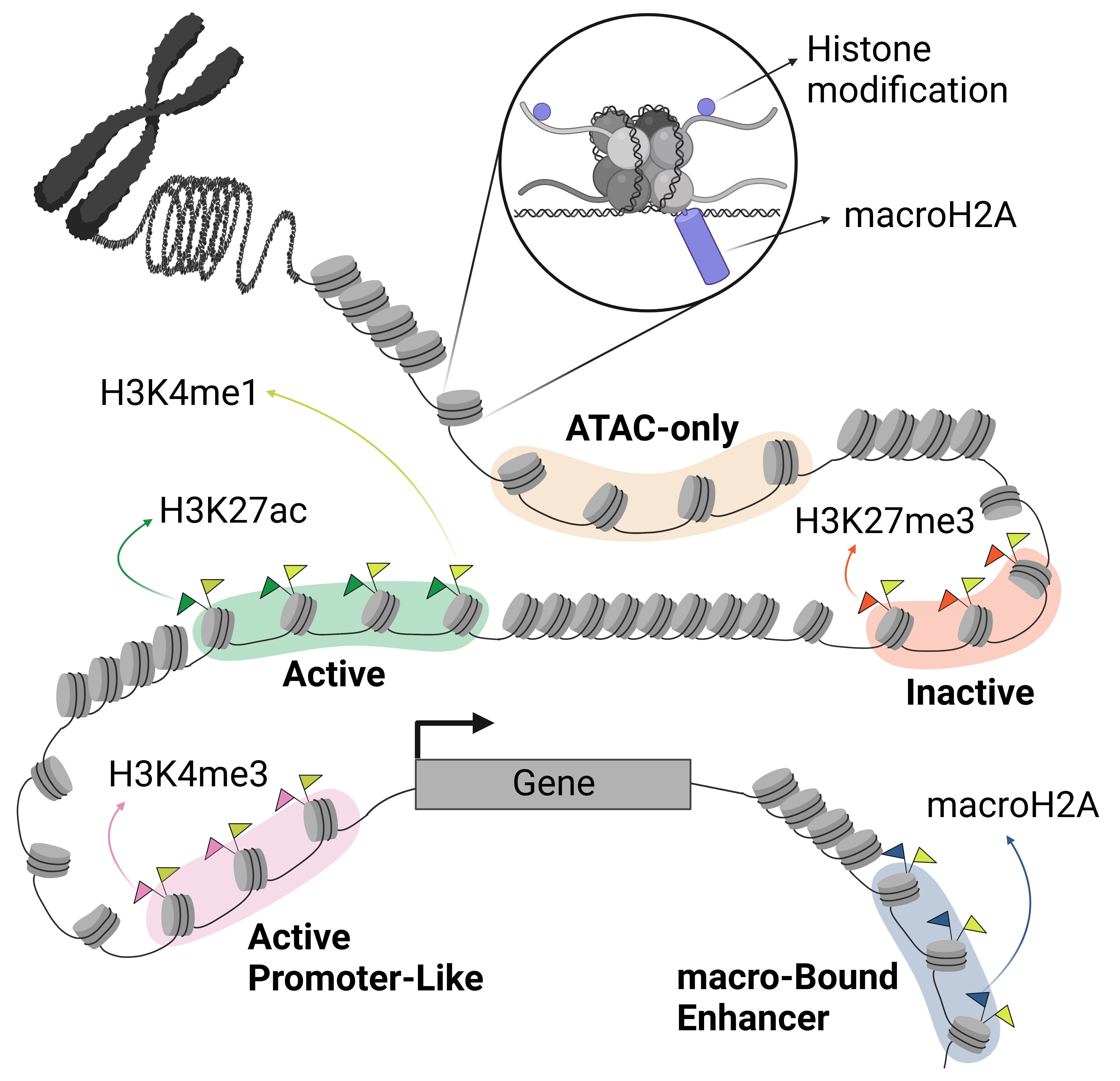 macro-Bound Enhancers model macro-Bound Enhancers model