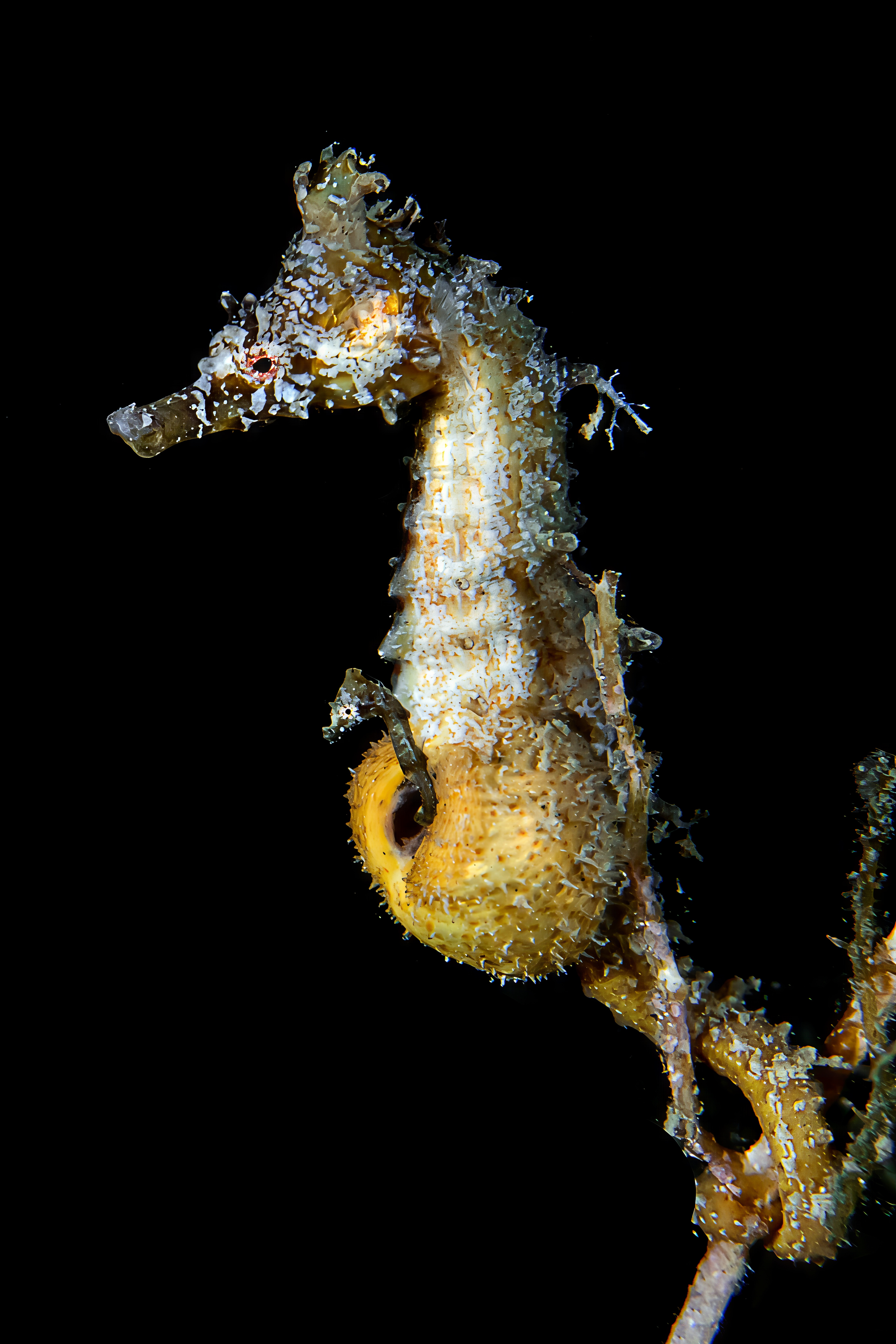 The moment offspring emerge from the brood pouch of a male Korean seahorse (Hippocampus haema)