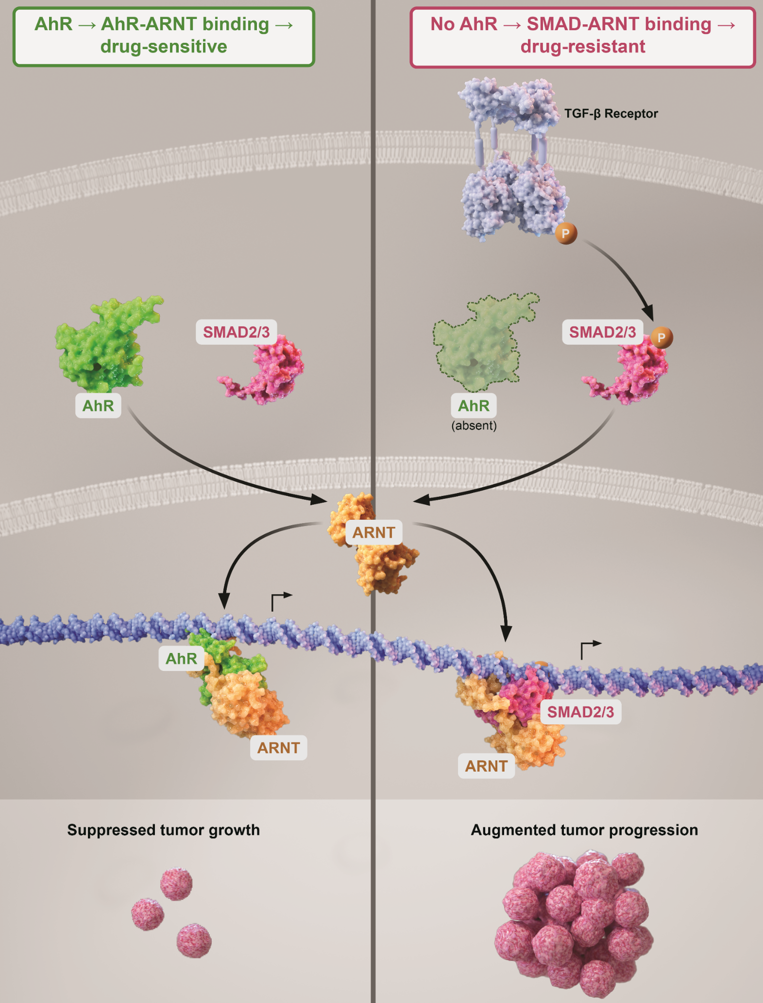Figure 1: A working hypothetical model for ARNT binding competition between transcription factors. Upon ligand binding, AhR translocates to the nucleus, where it sheds cochaperone proteins, binds to ARNT to promote the transcription of AhR dependent genes. AhR promotes the transcription of its own repressor AhRR, which directly competes for ARNT binding. SMAD2/3 also competes for ARNT binding, the absence of AhR and its repressor opens more coupling opportunities and leads to a more robust expression of SMAD2/3 dependent genes.