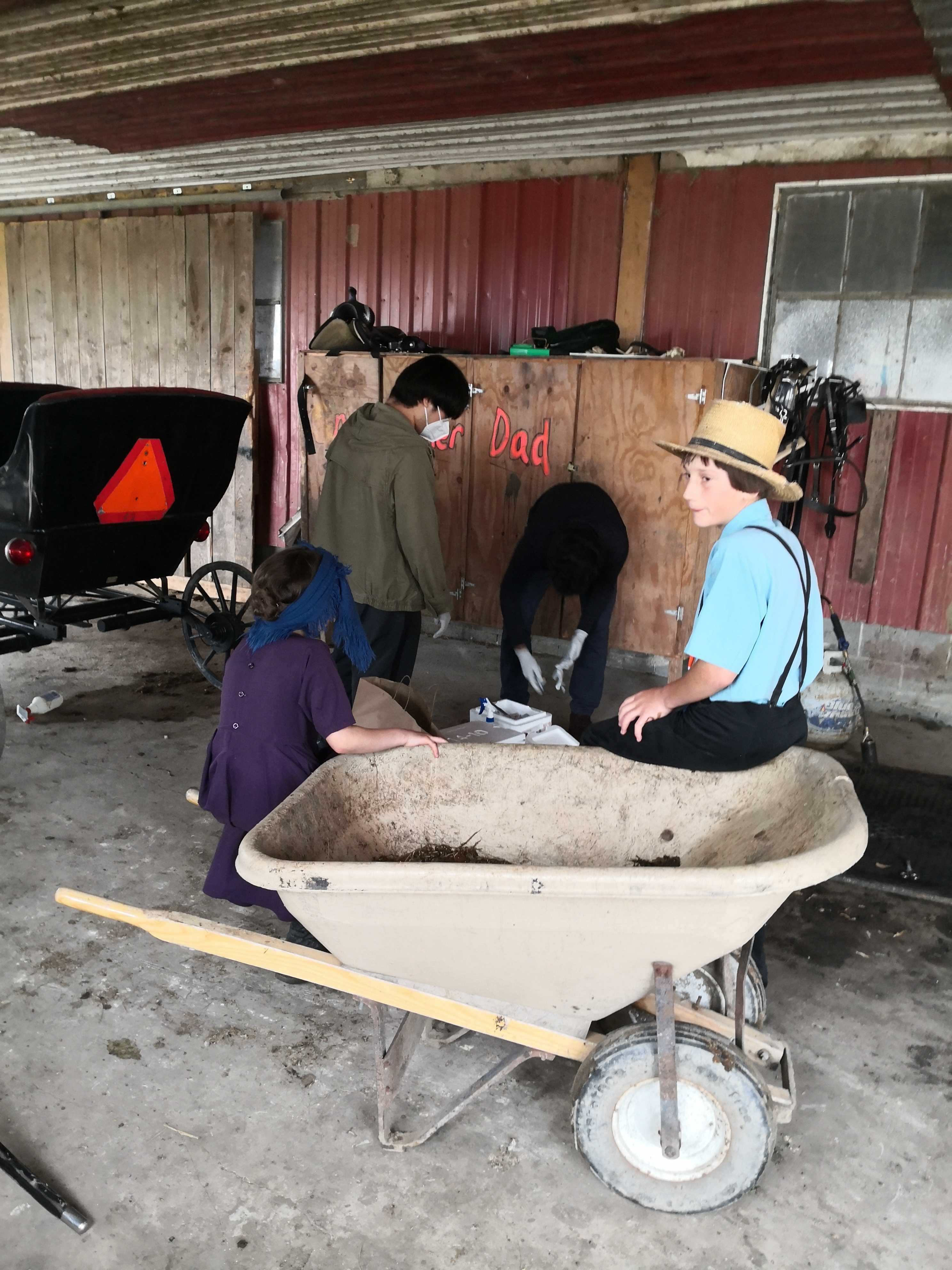 Two undergrads are collecting rooster testis at a local Amish farm