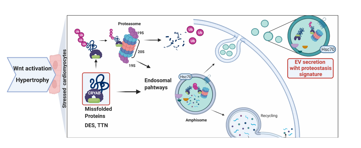 Scheme of exosome backup system