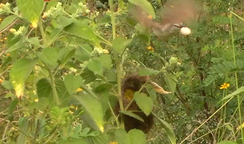Image 1: A video grab of a prinia removing a foreign egg from her nest. Image: Tanmay Dixit and Jana Riederer.