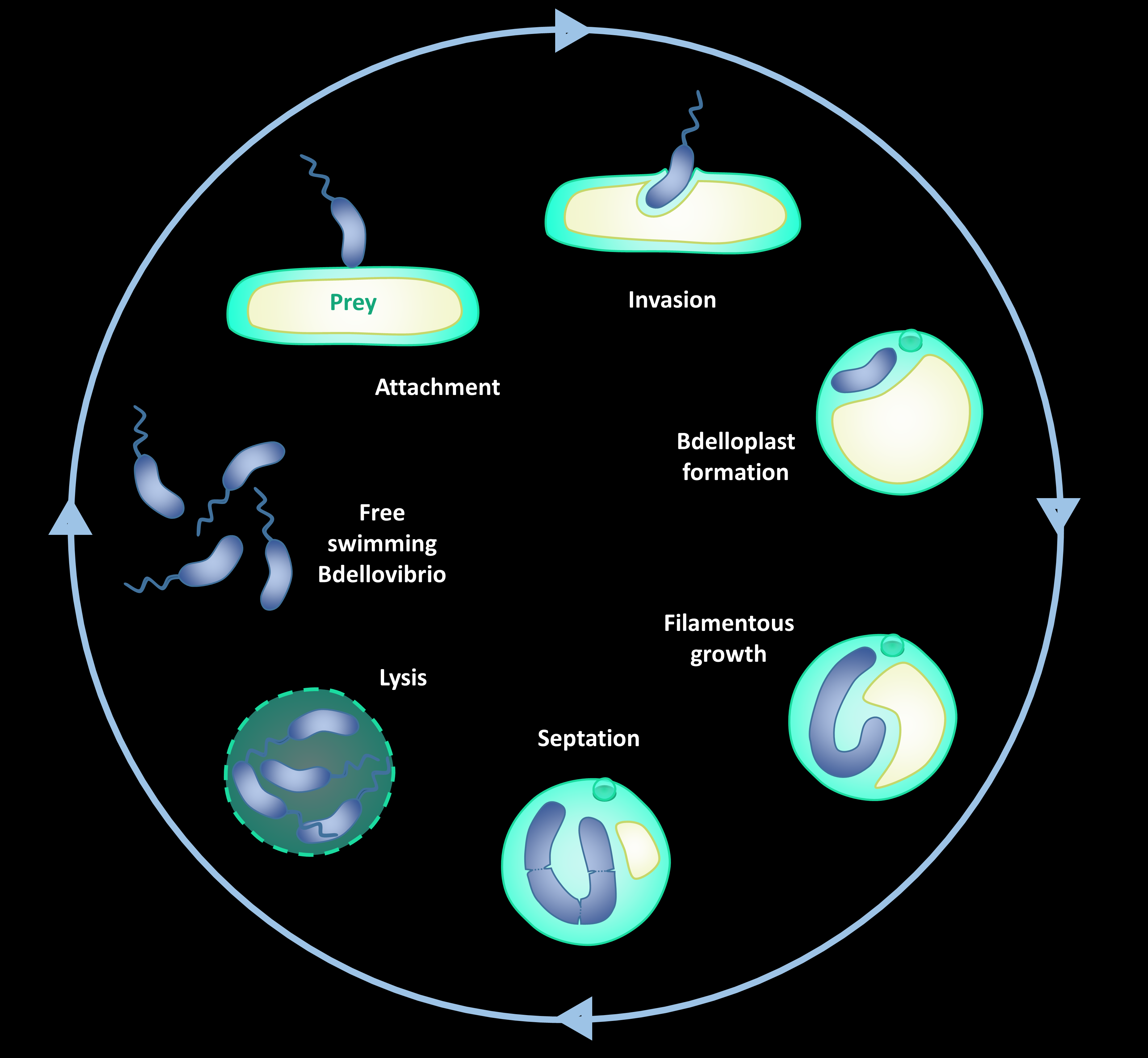 Lifecycle of Bdellovibrio bacteriovorus