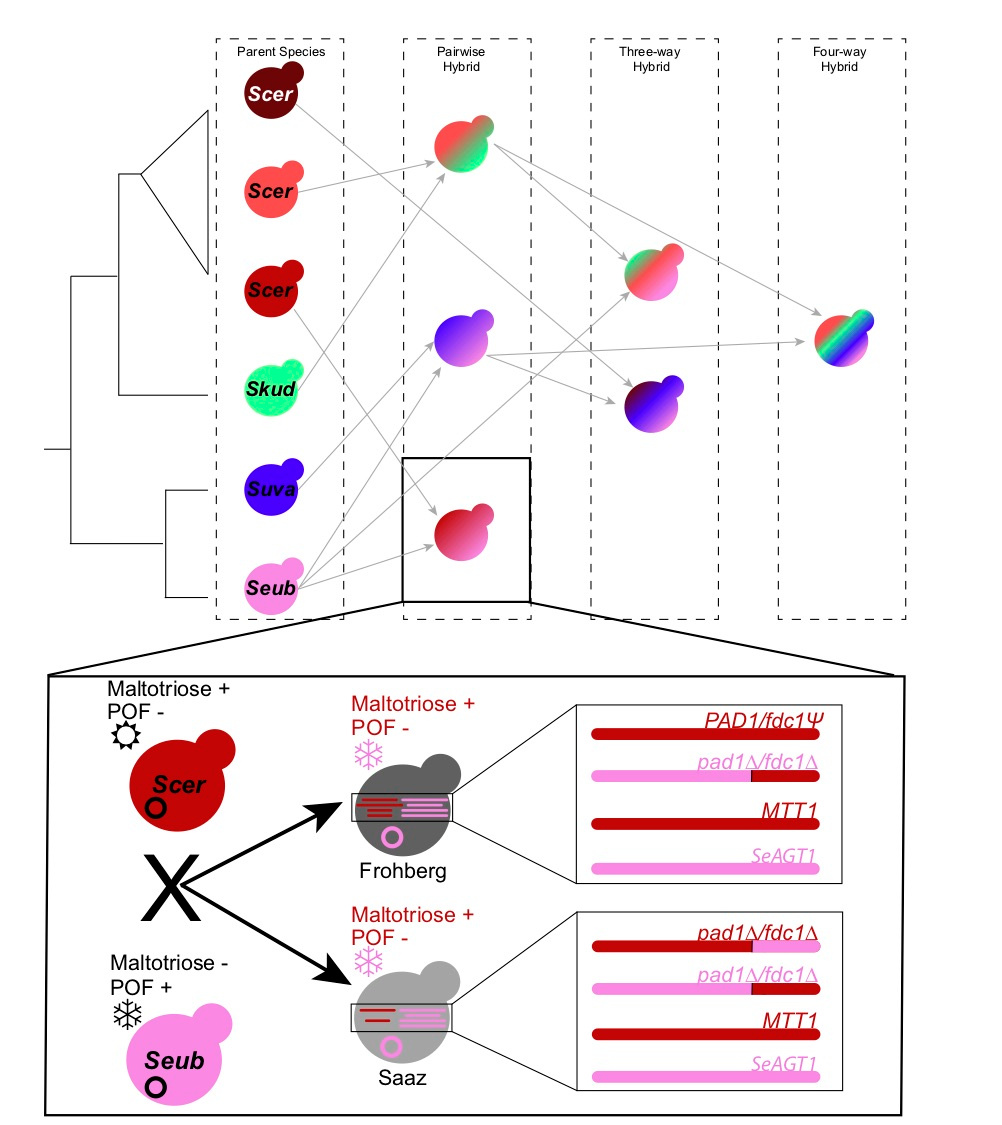 Path to hybrids Path to hybrids