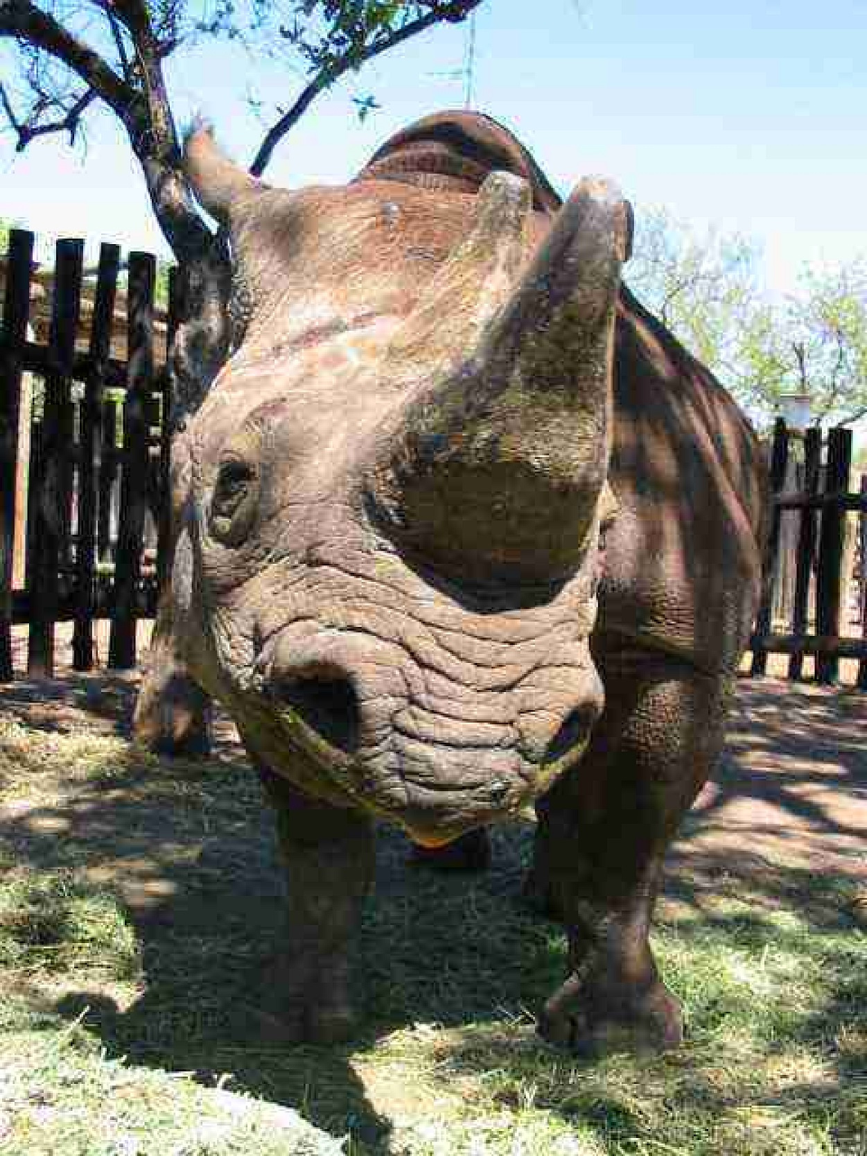Rhino in boma before release