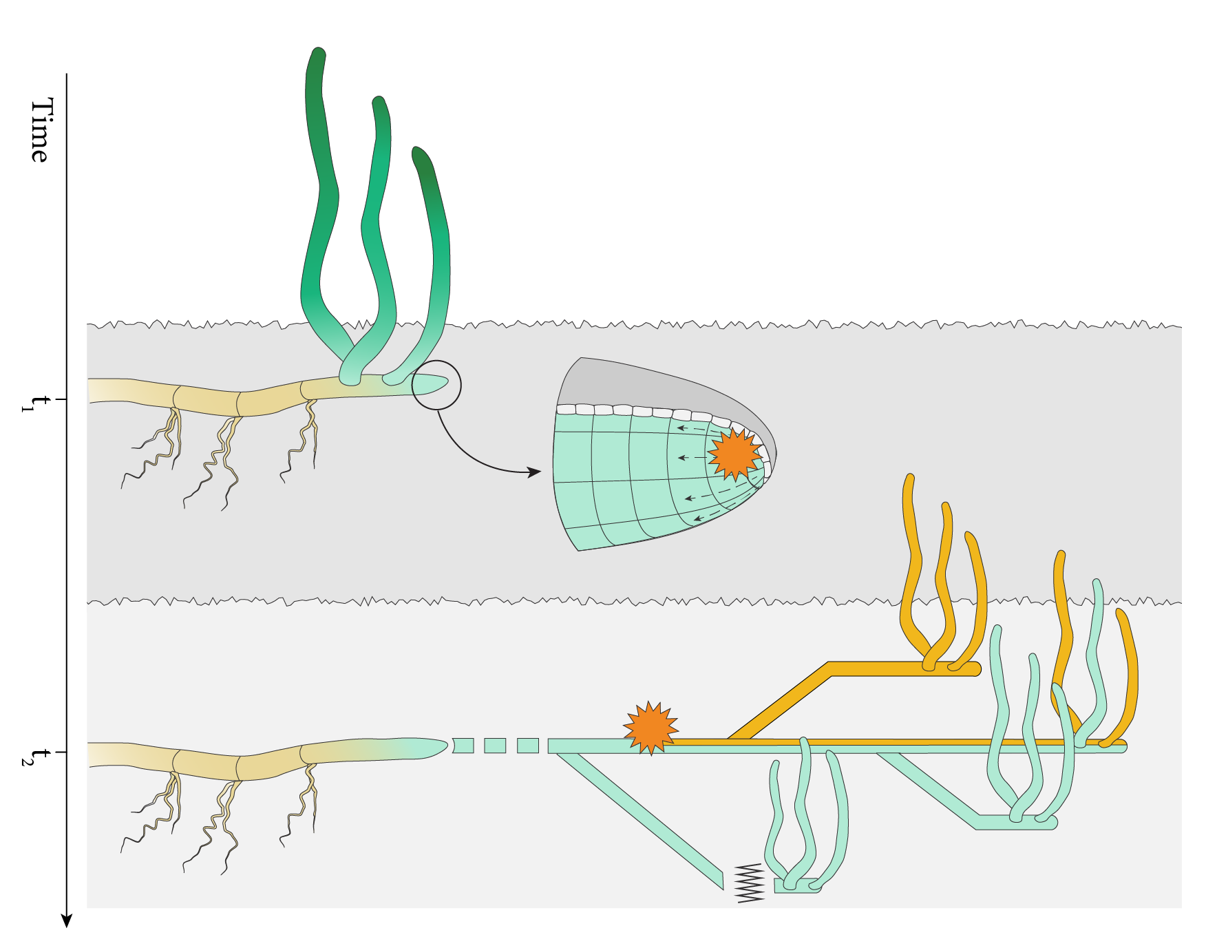 Fig. 2 Somatic genetic drift in a clonal seagrass. Fig. 2 Somatic genetic drift in a clonal seagrass.