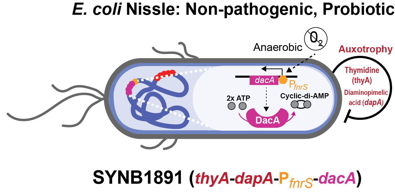 Figure 2: Design elements of SYNB1891: