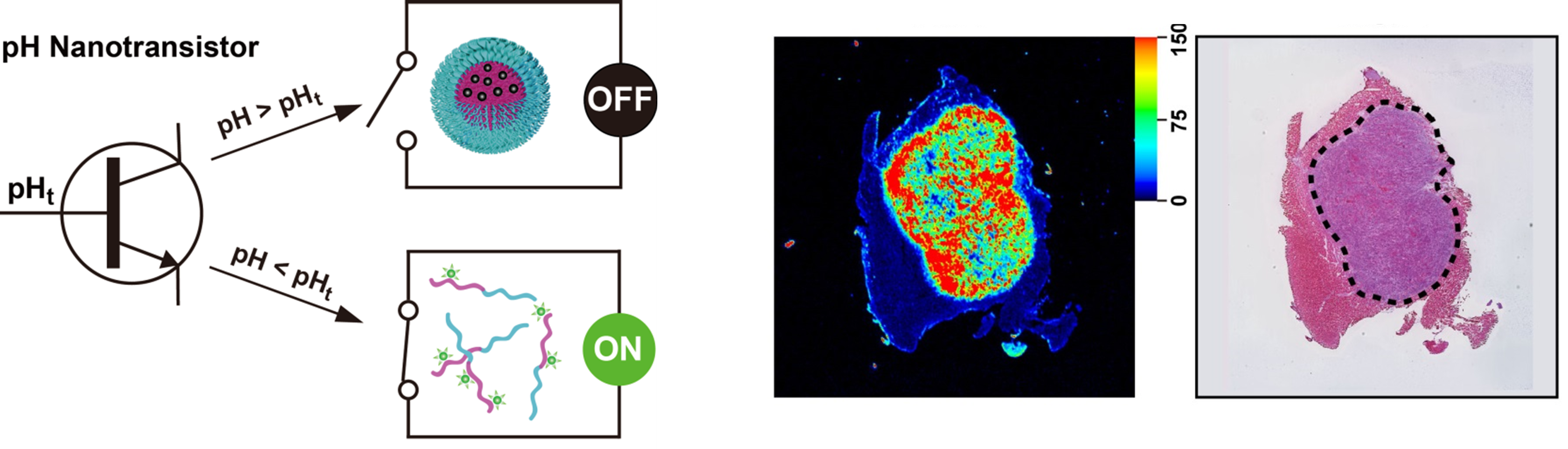 Figure The all on or all off behaviour of the nanoprobes is analogous to transistors and leads to sharp and accurate fluorescent delineation of cancer margins 