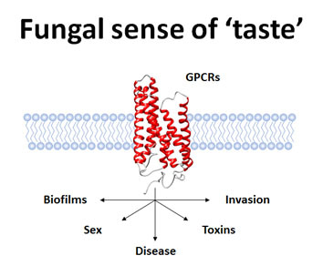 Image 2: GPCRs control fungal traits important for disease. Image 2: GPCRs control fungal traits important for disease.