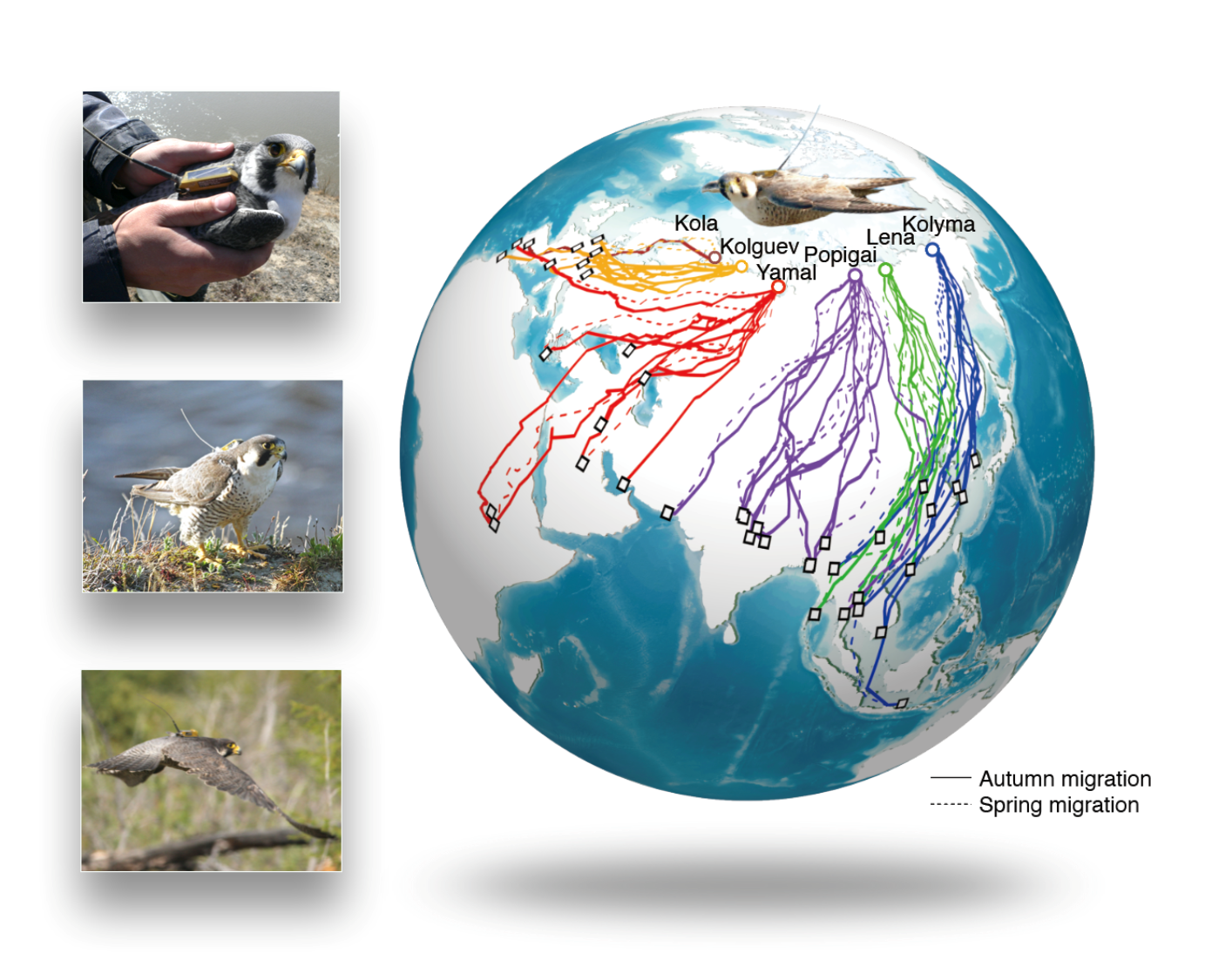The continental-scale migration system of Arctic peregrine falcons.