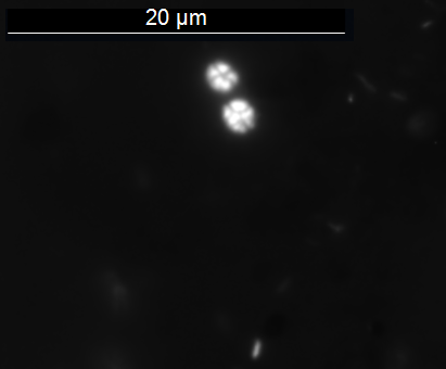 Fig. 3. Baltic Sea microorganisms grown with iron-chips for ~ 3 years. Fig. 3. Baltic Sea microorganisms grown with iron-chips for ~ 3 years.