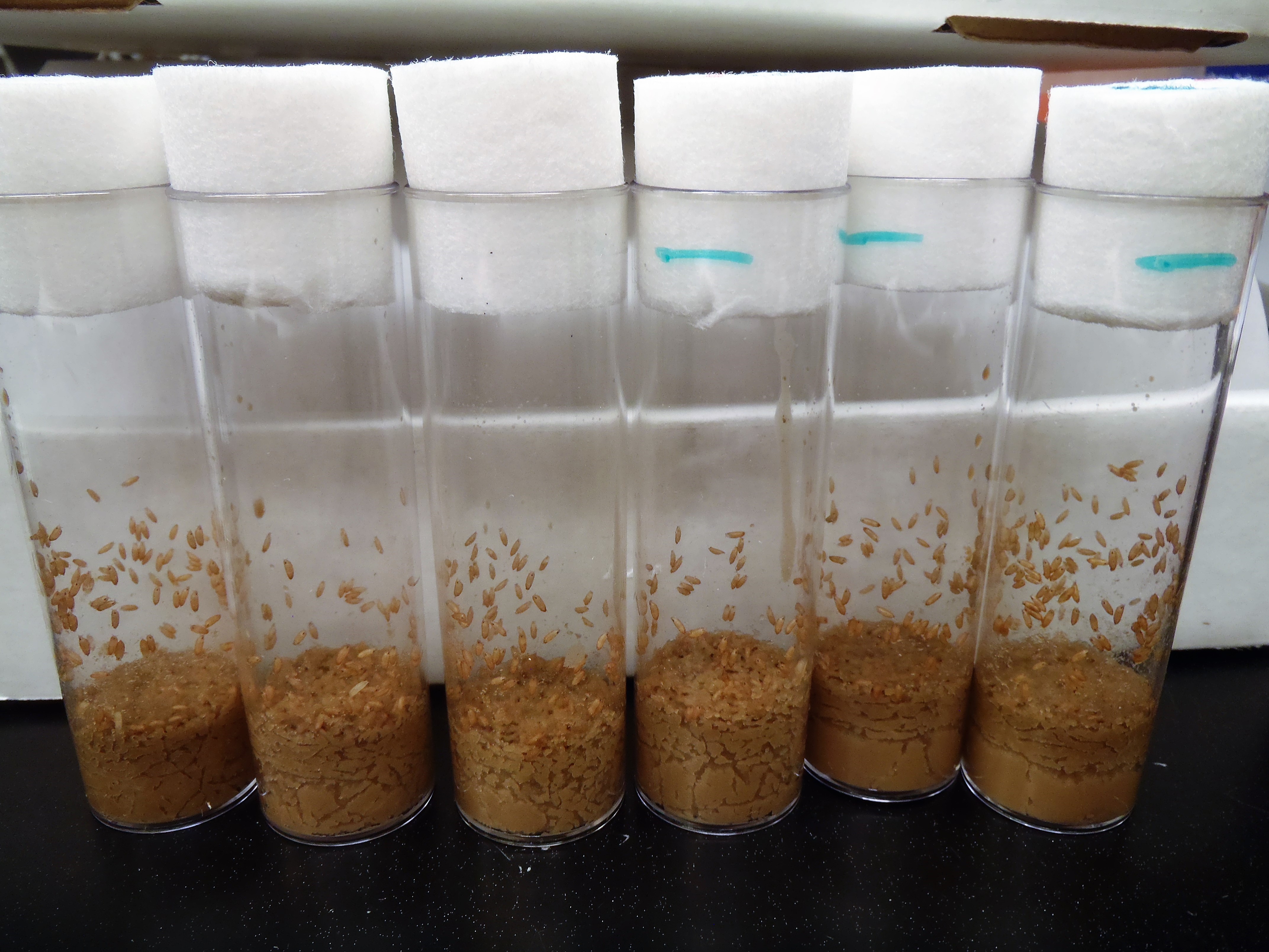 Example vials of offspring from males paired with wild-type females (left) and females with male pheromone profiles (right, blue line)