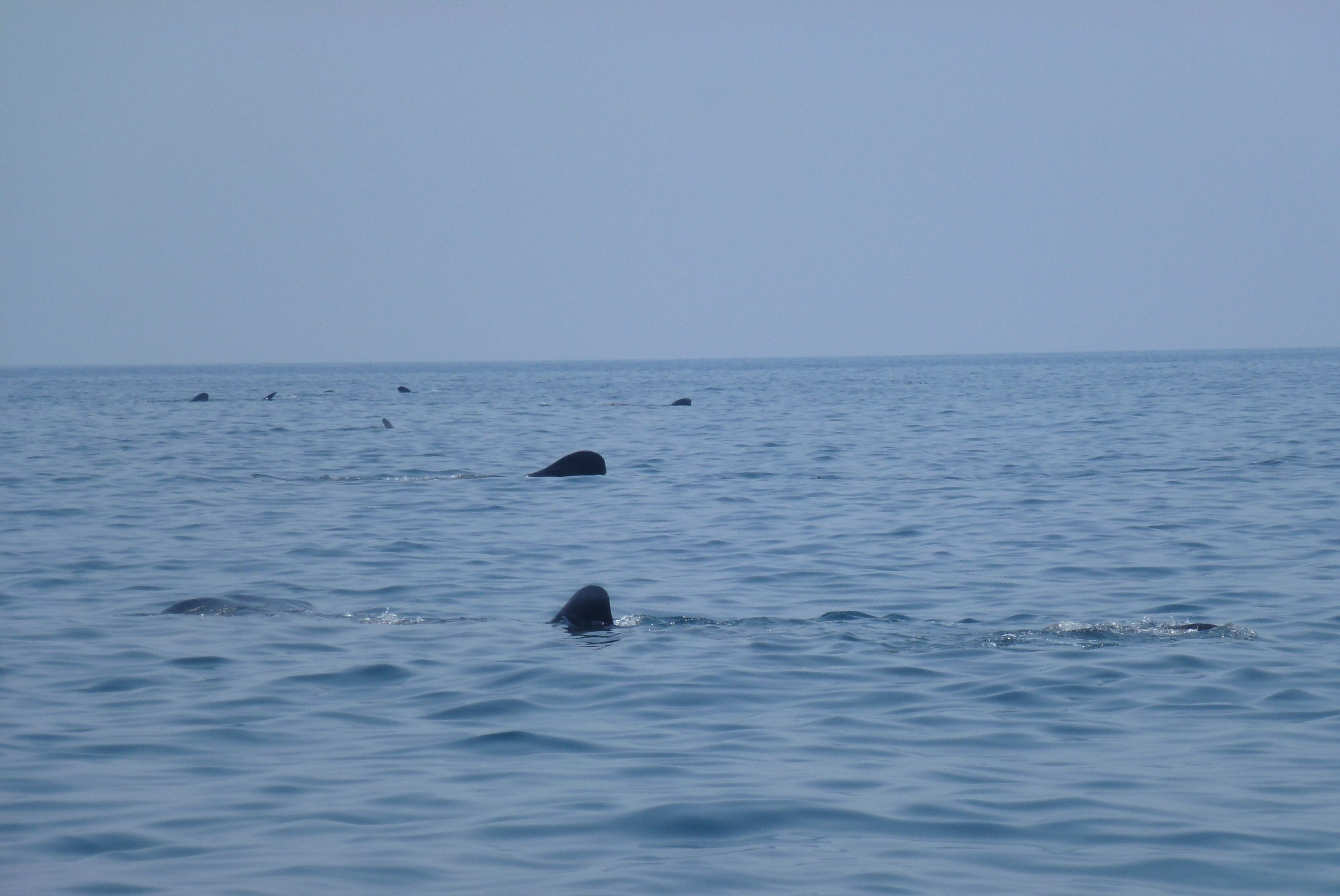 Whale sharks as far as the eye could see (photo: Eva Egelyng Sigsgaard).