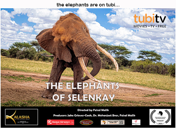 Exciting times ahead for ELEPHANTS OF SELENKAY. You can now watch the documentary on Tubi…