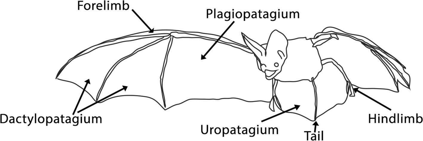 Schematic representation of the major parts of the bat wing