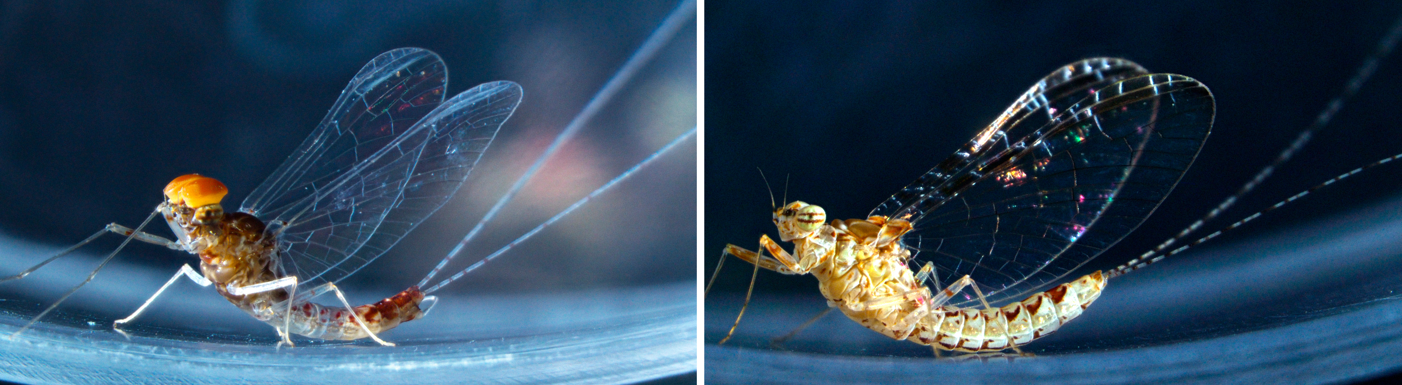 The mayfly Cloeon dipterum The mayfly Cloeon dipterum