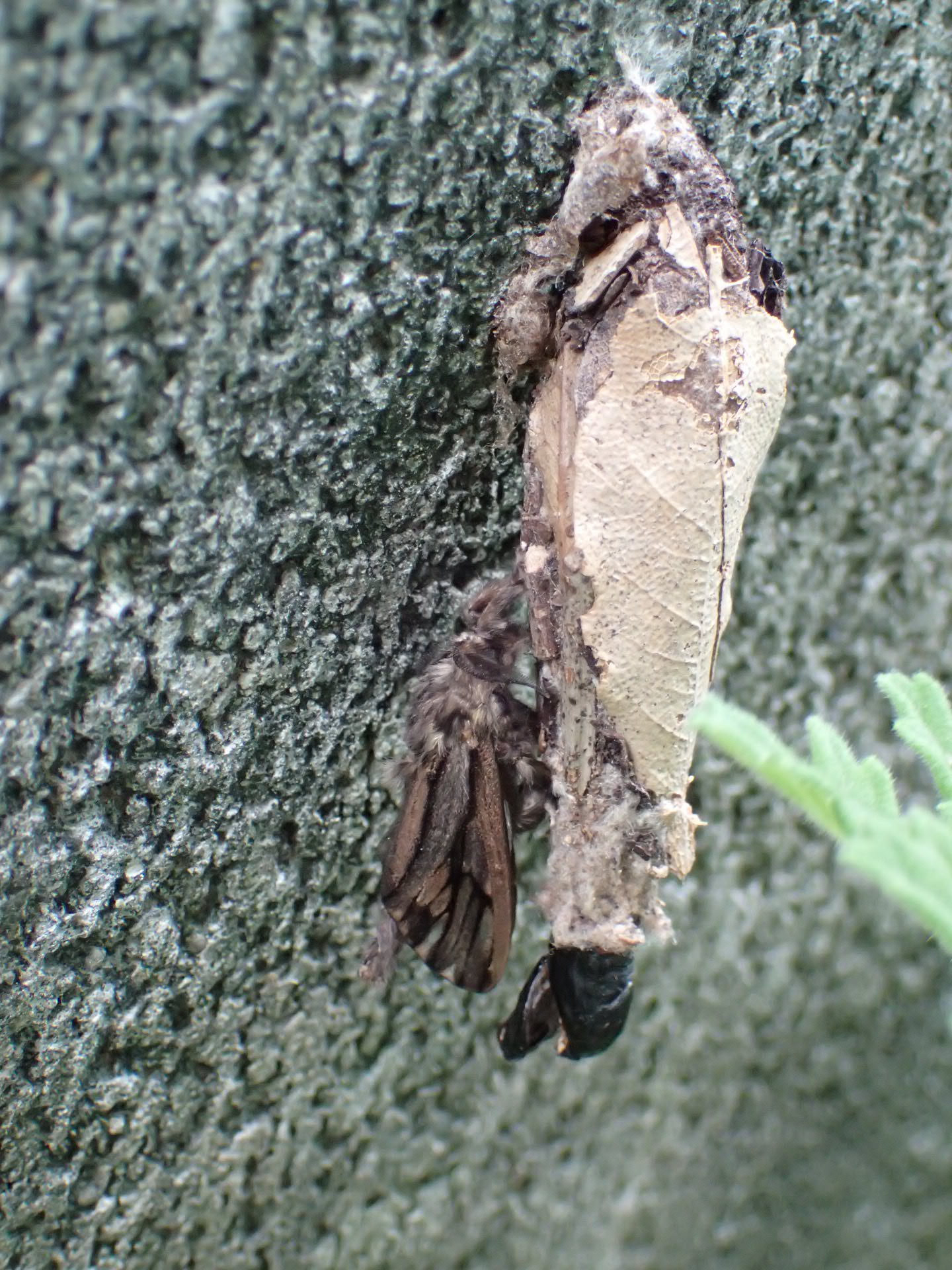 Bagworm moth (Eumeta variegata) with its protective case. Bagworm moth (Eumeta variegata) with its protective case.