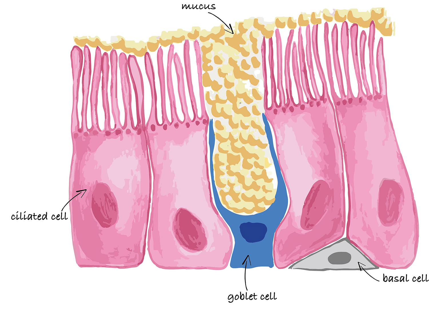 Graphical representation of the nasal respiratory epithelium