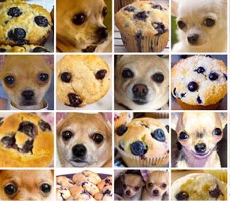 Chihuahua or muffin? Chihuahua or muffin?