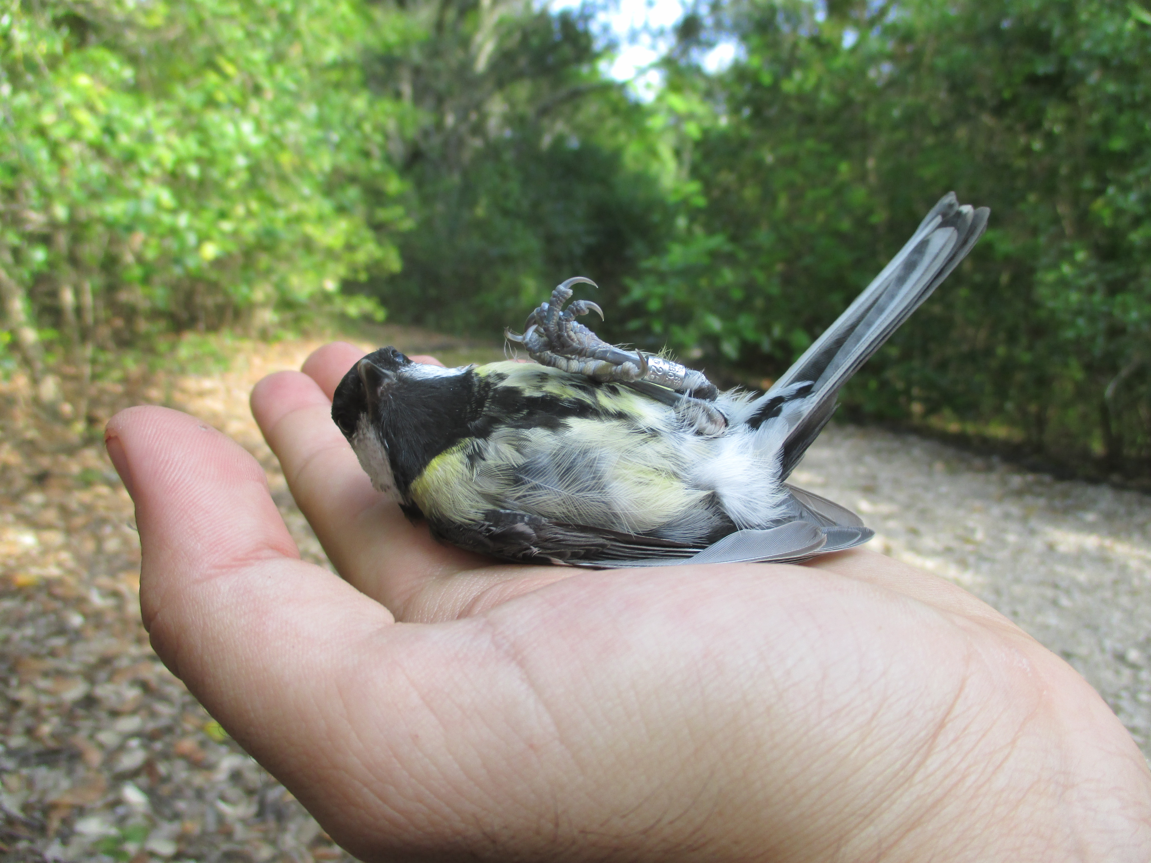 Great tit from Lisbon ready to be released after sampling. (Photo by Pablo Salmón)
