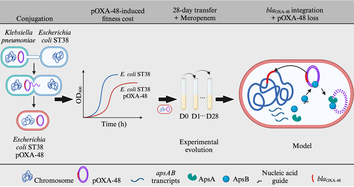 The journey of ST38/pOXA-48 transconjugant to emergence of blaOXA-48 chromosomally integrated lineages following experimental evolution.