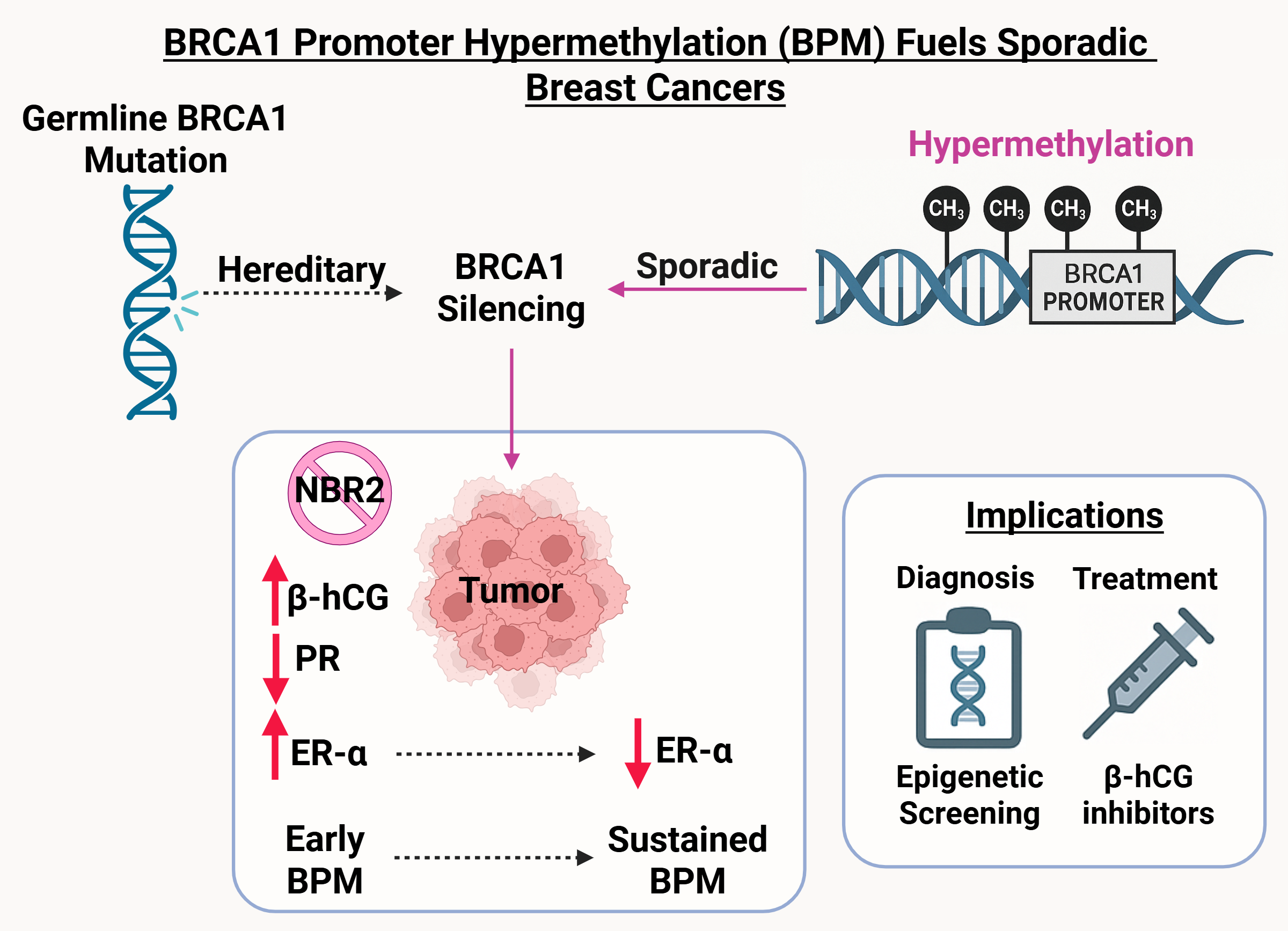 Sessizlik Konuştuğunda: BRCA1 Hipermetilasyonu Sporadik Meme Kanserlerini Nasıl Besliyor?