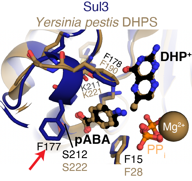Active sites of the Sul3 and a DHPS enzyme Active sites of the Sul3 and a DHPS enzyme