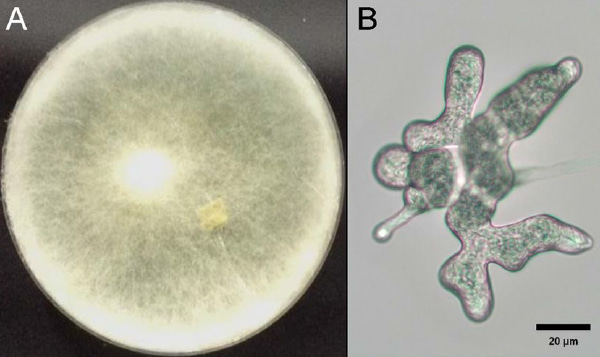 Pythium aphanidermatum Pythium aphanidermatum