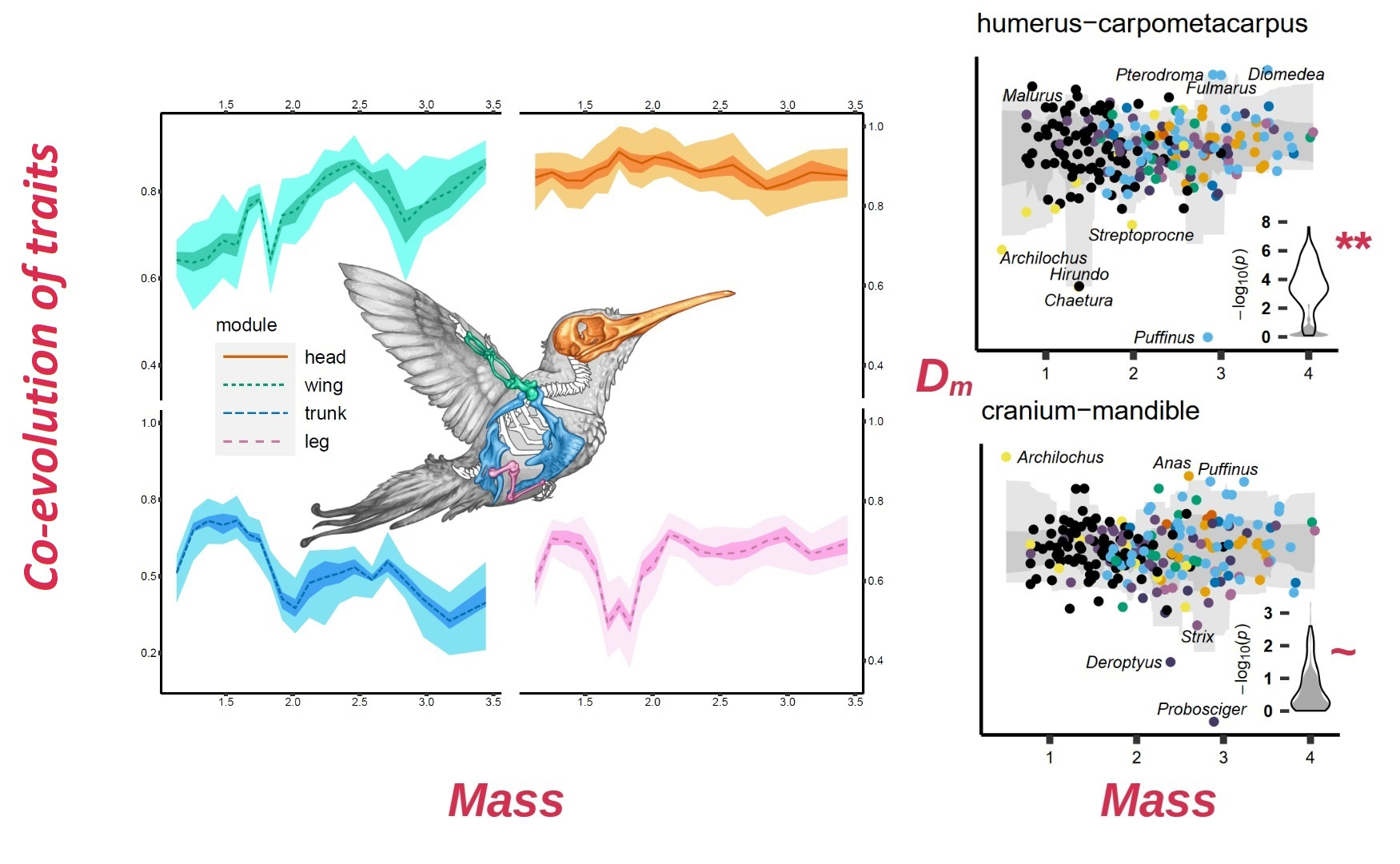 Left: Method 1 shows that traits within the wing become more allied in larger birds, that there is no substantial change in the head or leg, and that trait evolution becomes more independent in the trunk (body) in larger birds. Right: Method 2 Shows that individual species with small bodies are more likely to evolve extreme and novel combinations of wing traits (top), and the observed distribution (solid contour) is characteristically different from the null (filled), evidence that this trend is significant. By contrast, the strength of trait integration in the head (bottom) does not vary between small and large birds. The observed and null distributions overlap. Point colour distinguishes major bird groups.