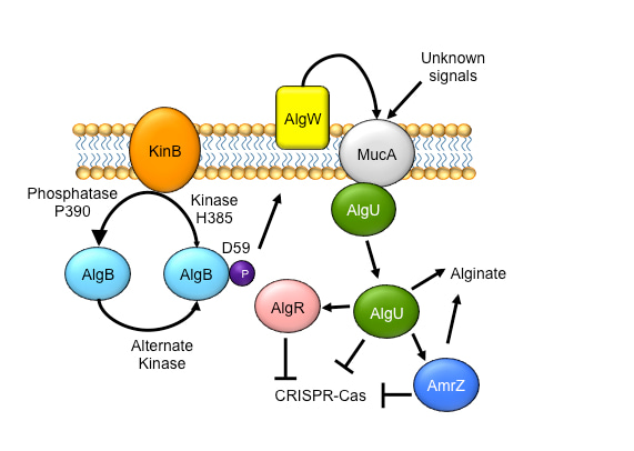 An alginate activation pathway represses CRISPR-Cas. An alginate activation pathway represses CRISPR-Cas.