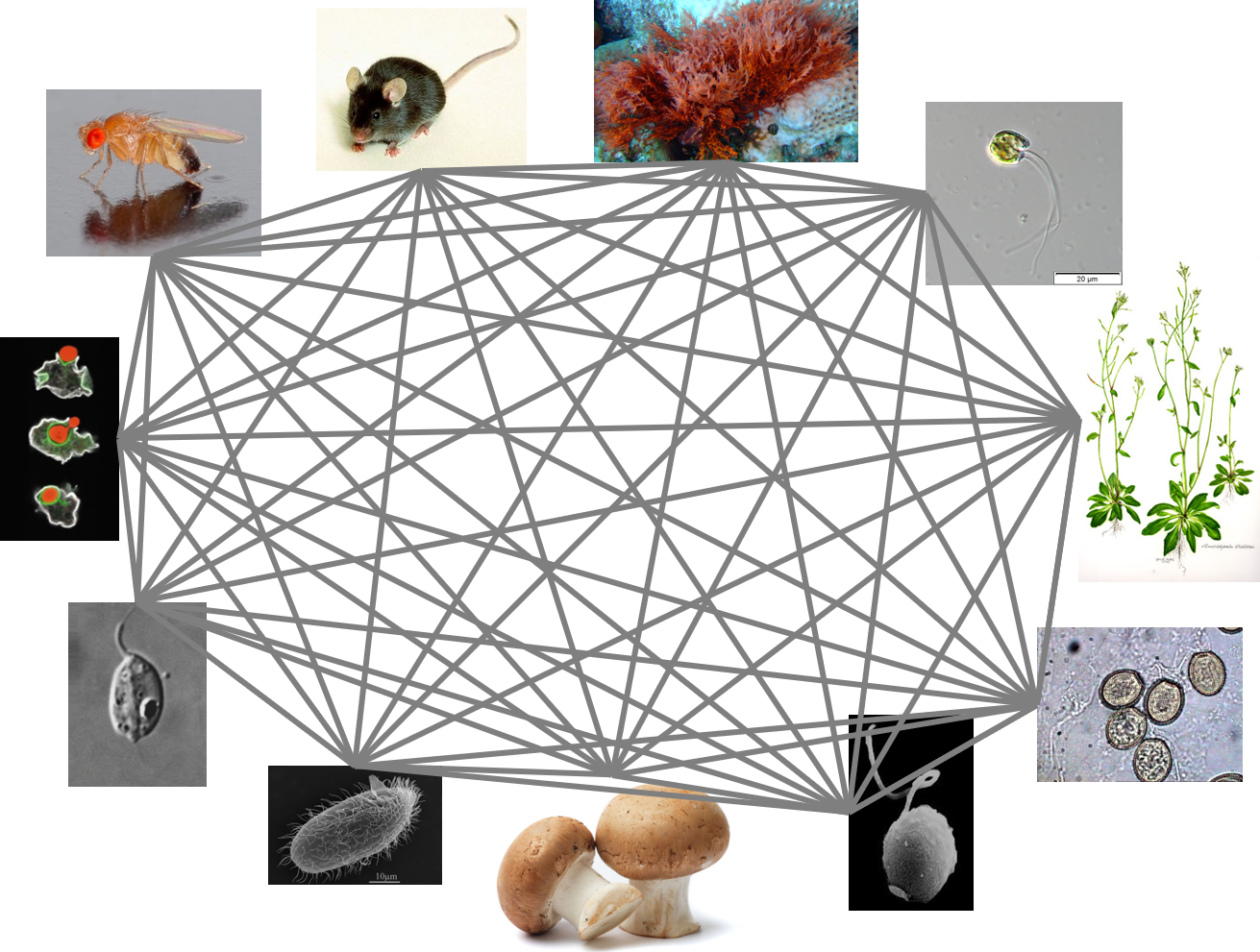 comprehensive groupings