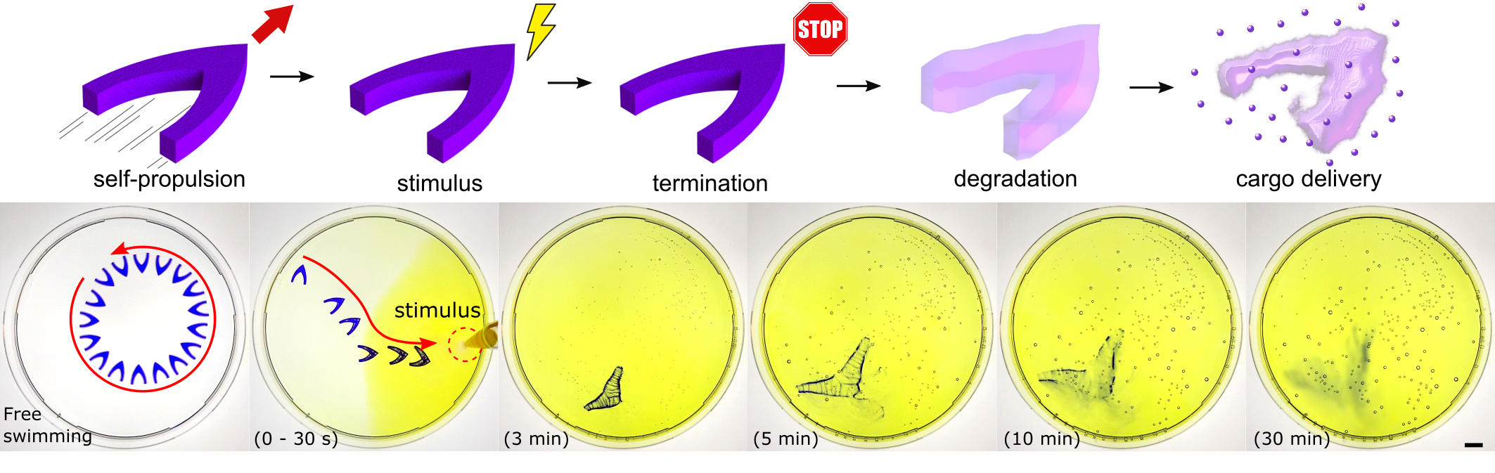 Protein motor on-demand self-destruction for cargo delivery