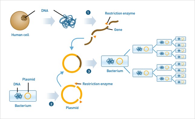Figure 1: Plasmid-based DNA cloning