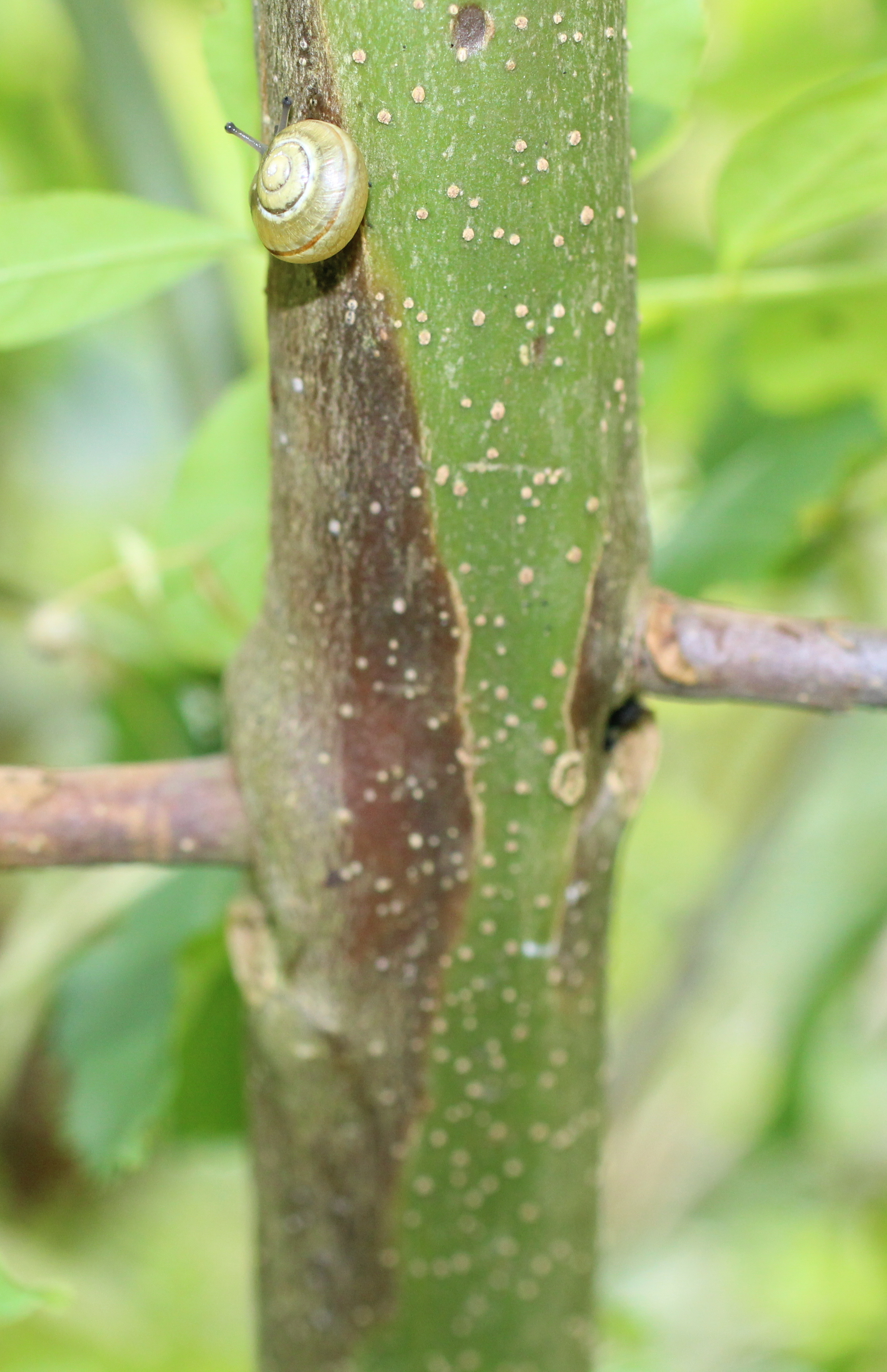 Hymenoscyphus fraxineus moves fast
