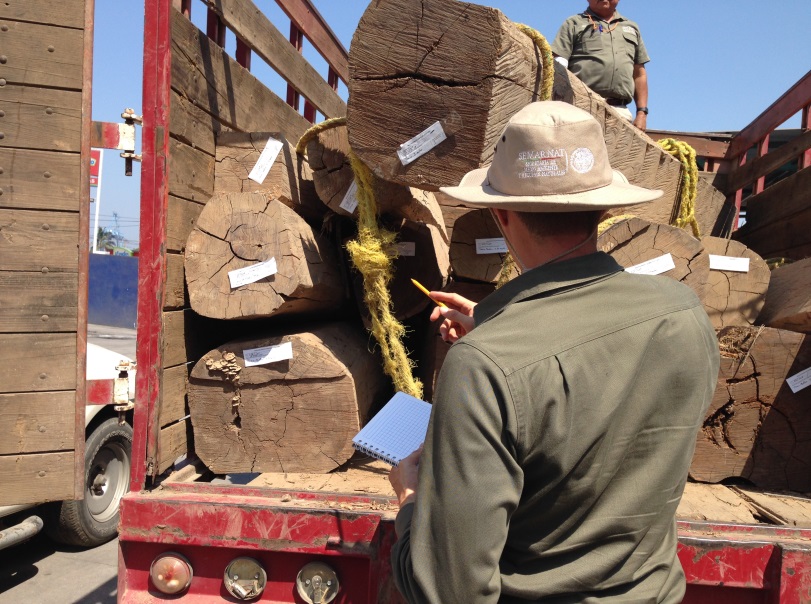 Conservation officer conducting an inventory of illegally cut timber in Mexico (Credit: Interpol). Conservation officer conducting an inventory of illegally cut timber in Mexico (Credit: Interpol).