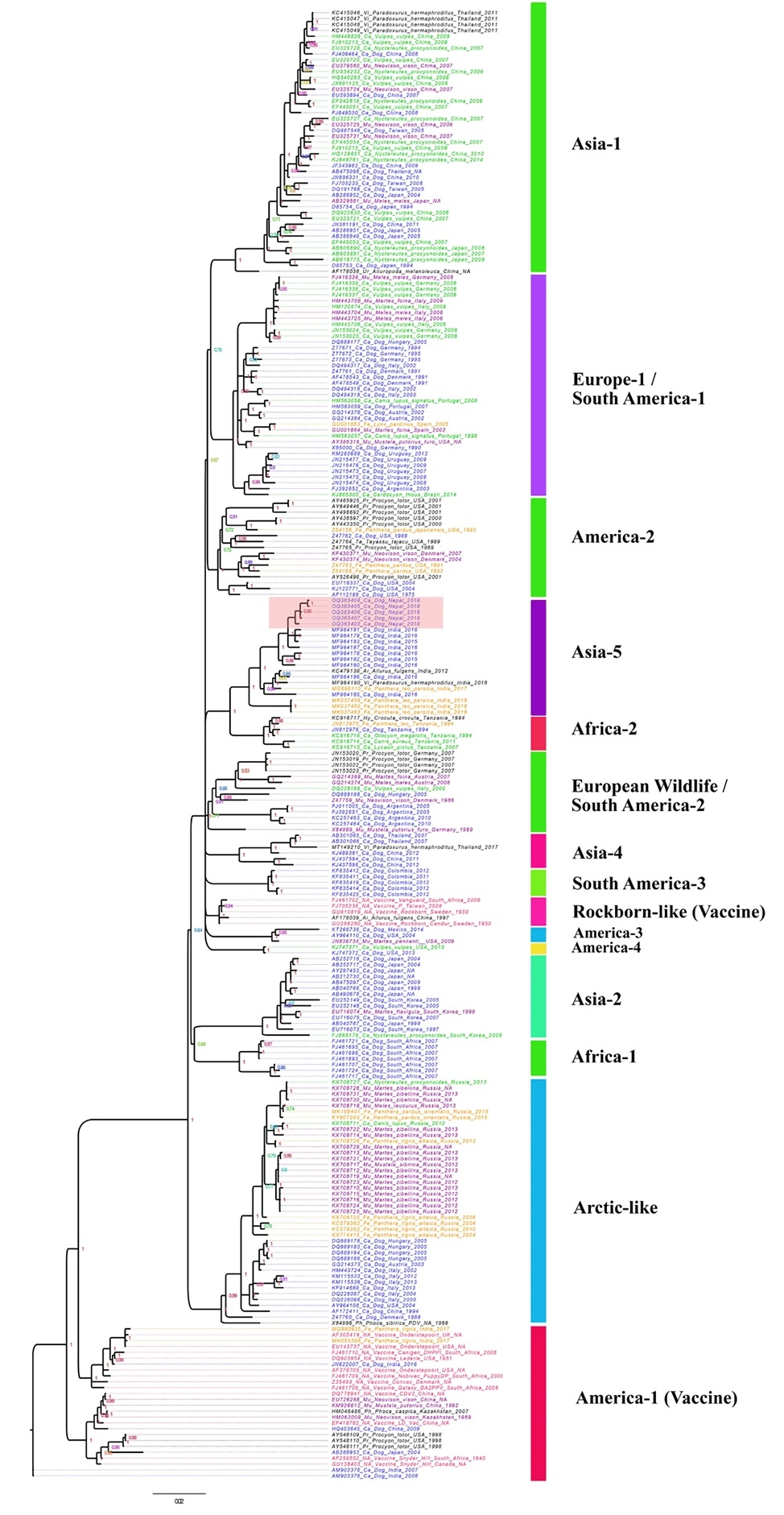 A phylogenetic tree of detected CDV using 245 CDV hemagglutinin (H) gene sequences from 27 countries and 17 lineages, including five samples from Nepalese dogs. 