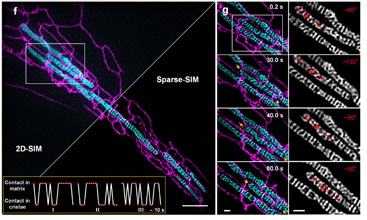 Relative movements between sub-organellar structures observed by dual-color Sparse-SIM.