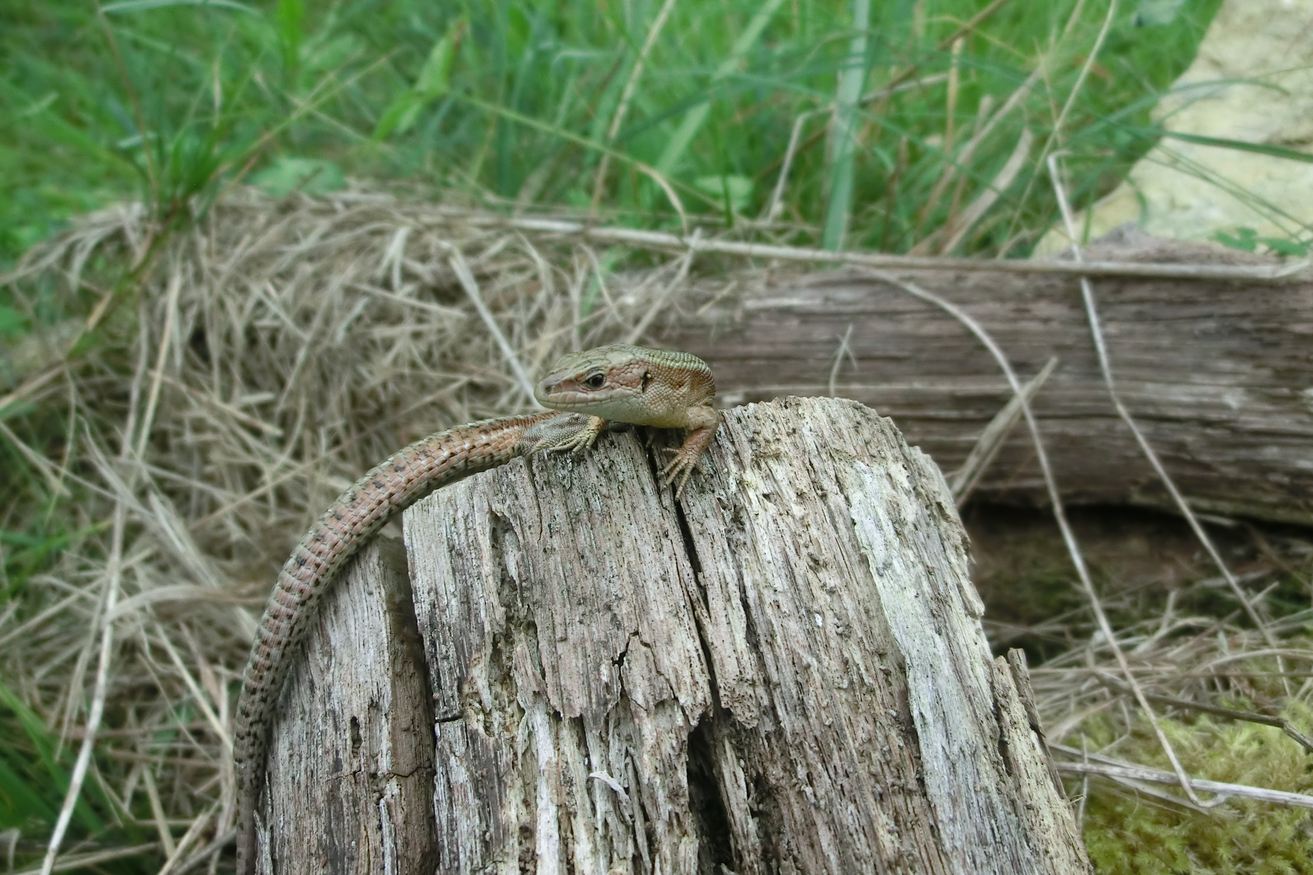 Common lizard basking in the sun