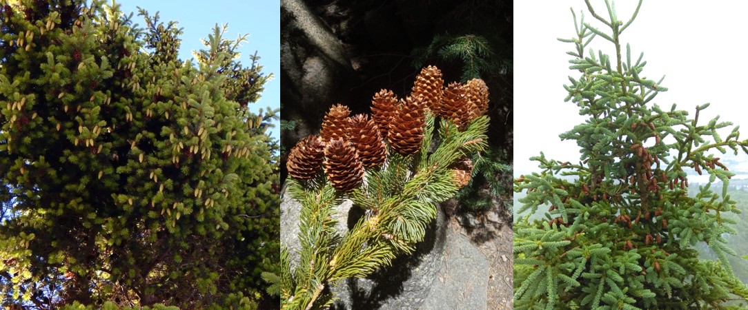 Cones on conifer trees that I've photographed in a few places in the world: Punta Arenas, Chile (left); Flagstaff, Arizona, USA (middle); St. John's, Newfoundland, Canada (right). Cones on conifer trees that I've photographed in a few places in the world: Punta Arenas, Chile (left); Flagstaff, Arizona, USA (middle); St. John's, Newfoundland, Canada (right).